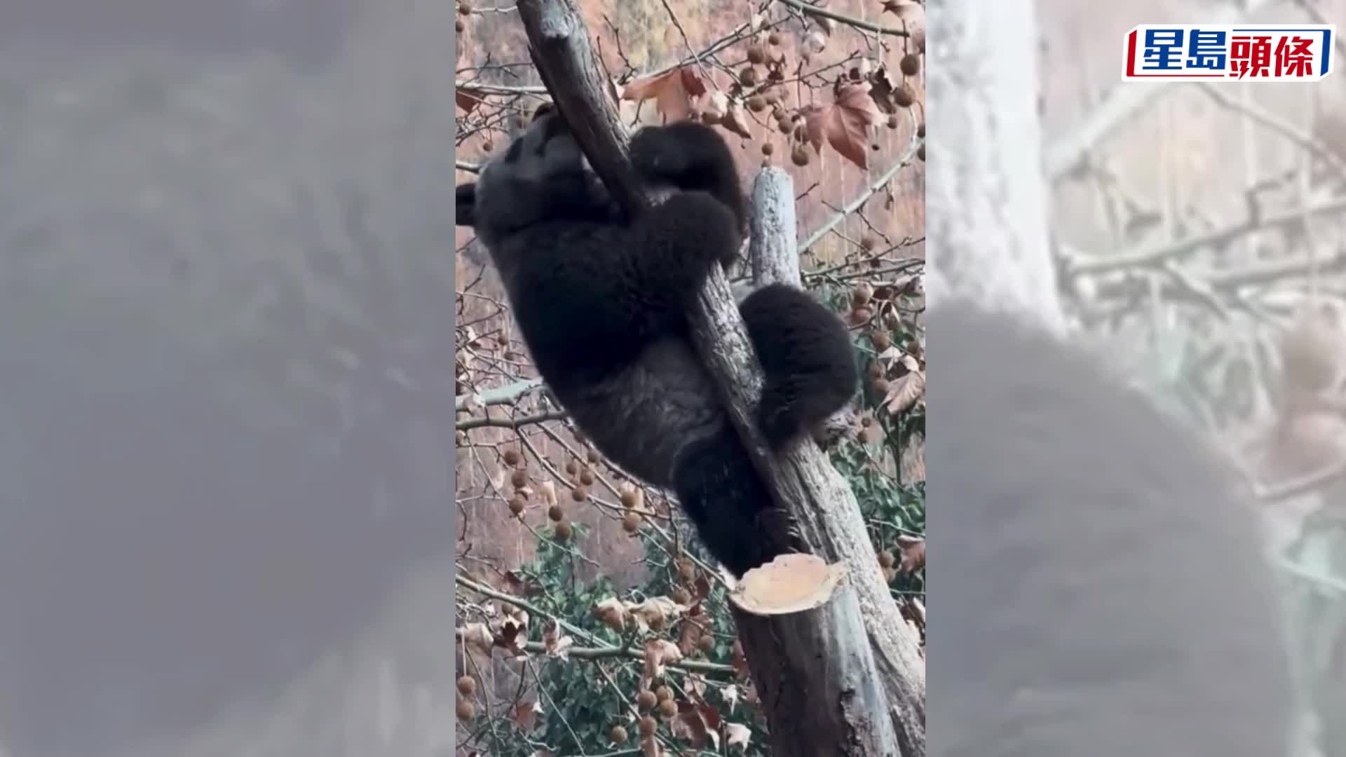 「黑熊貓」網上爆紅。