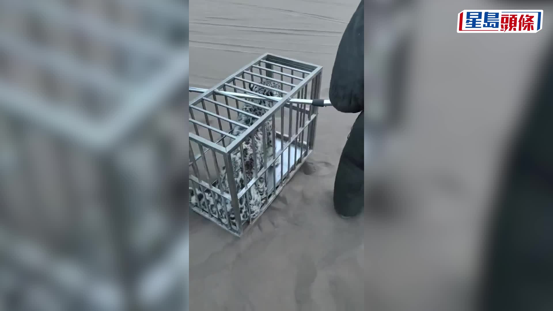 多個部門穿上護甲，以捕獸叉、繩網等圍捕雪豹。抖音＠阿卜-浩雅沙行