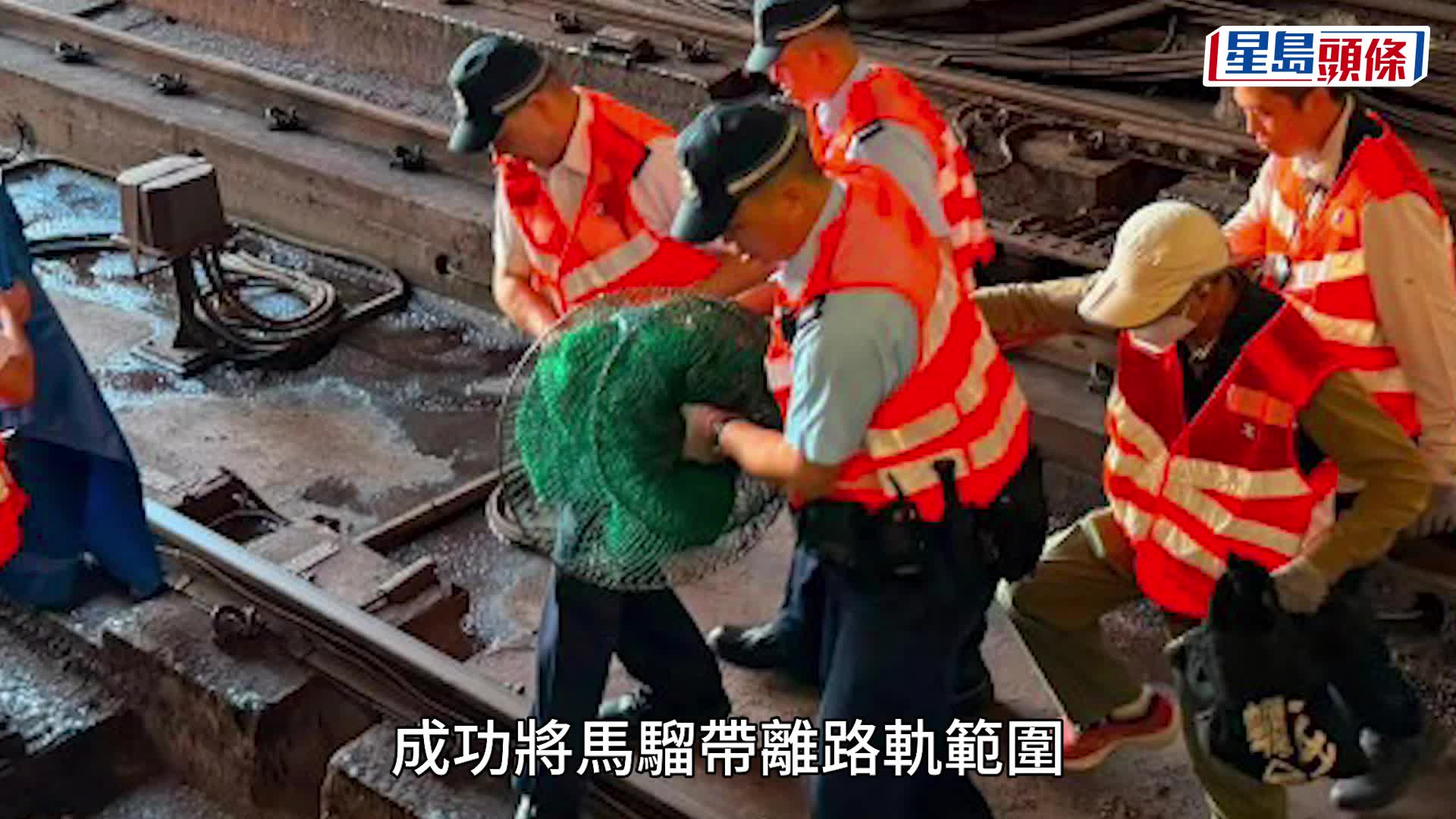 兩日兩宗│港鐵荃灣站有馬騮闖路軌 荃灣綫列車服務一度受阻 現逐步回復正常