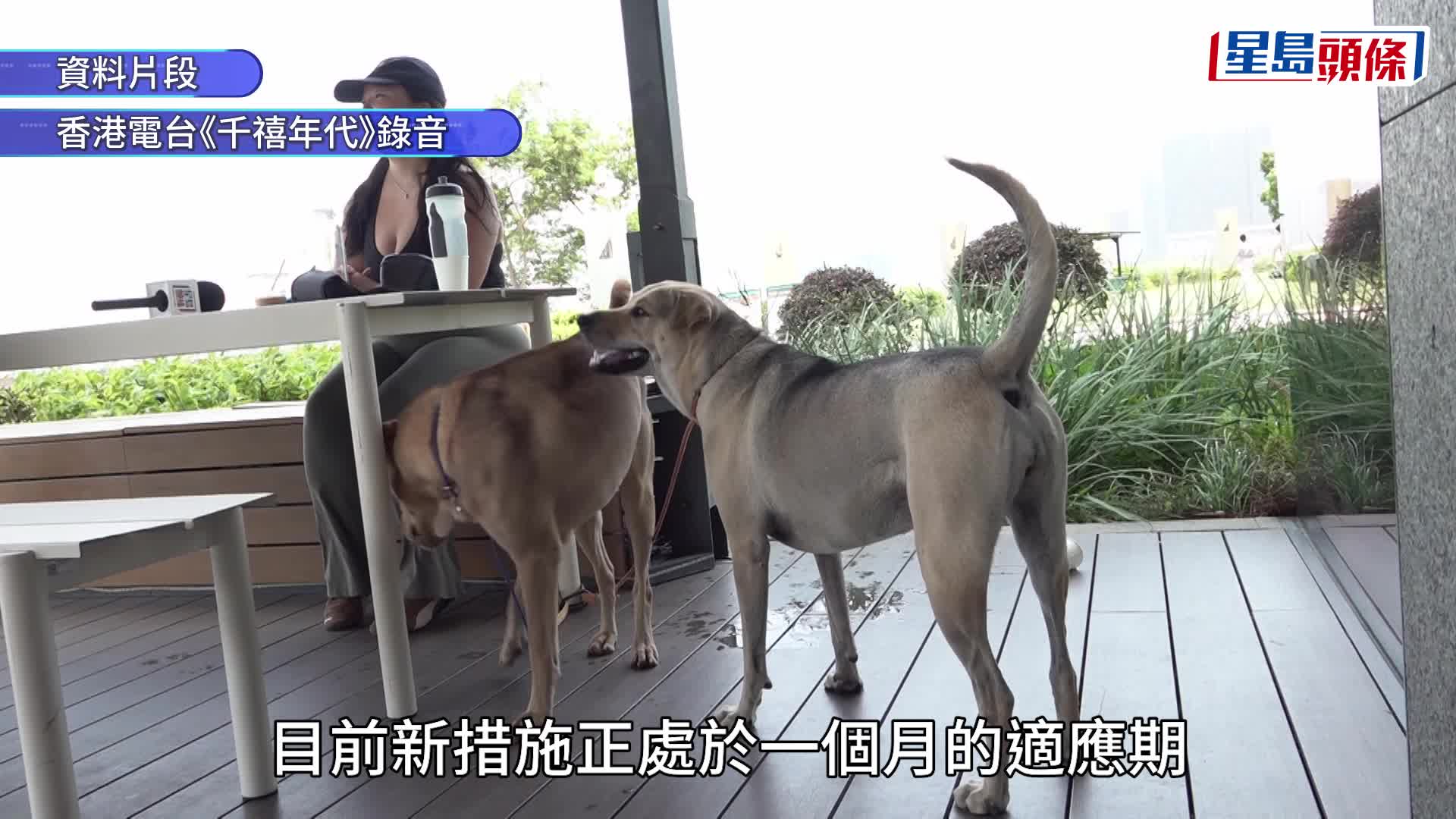 狗隻入食肆︱食環署接約20宗投訴 涉「狗隻所坐位置」等 署長袁旭健：屬輕微違規運作大致暢順