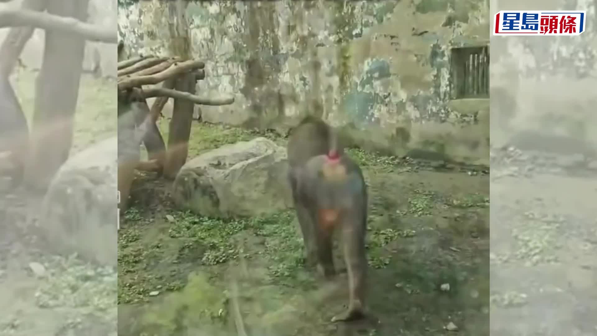 狒狒掟石頭打碎館舍玻璃。