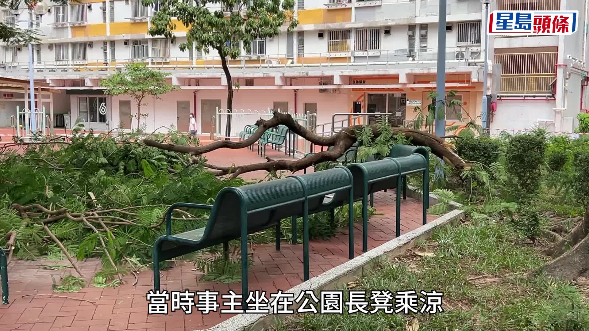 樹木塌下擊傷一名女子。林思明攝