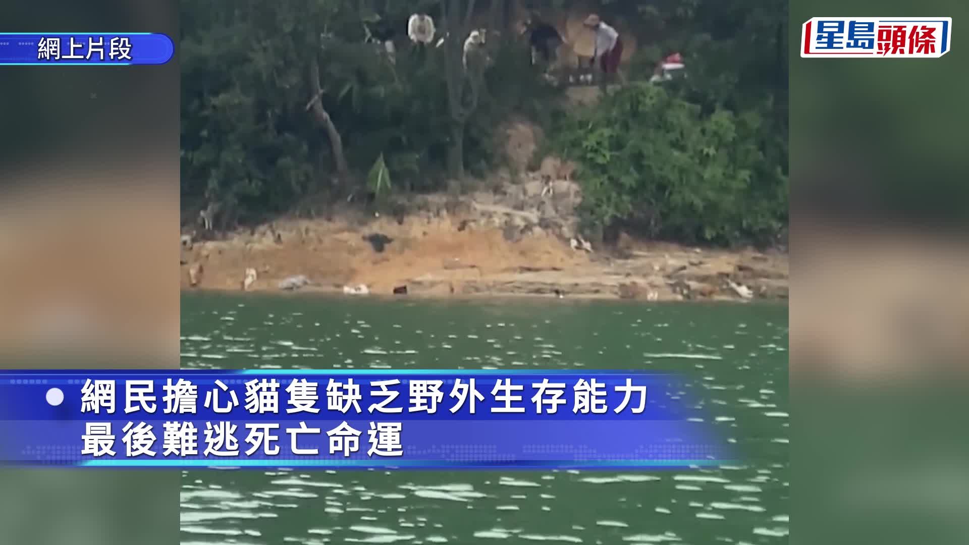 水庫放生貓︱「好心人」播大悲咒求積德？   網民：缺野外求生能力難逃厄運︱有片