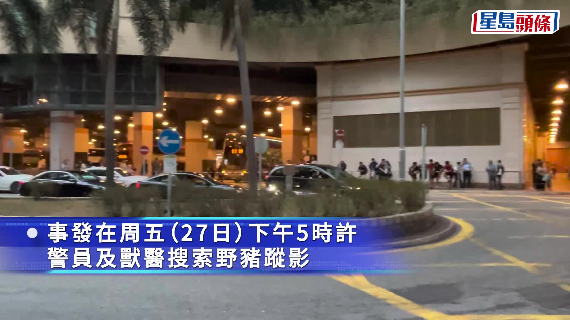 野猪大闹乌溪沙 伤及至少3人 冲破持盾警防线险撞记者