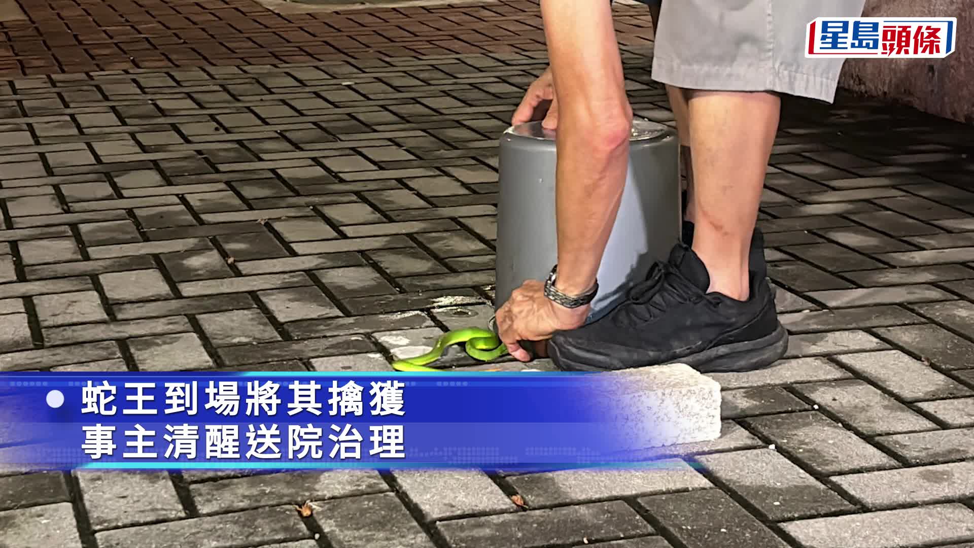 青竹蛇驚現黃大仙橫頭磡邨 六旬婦被咬傷腳趾