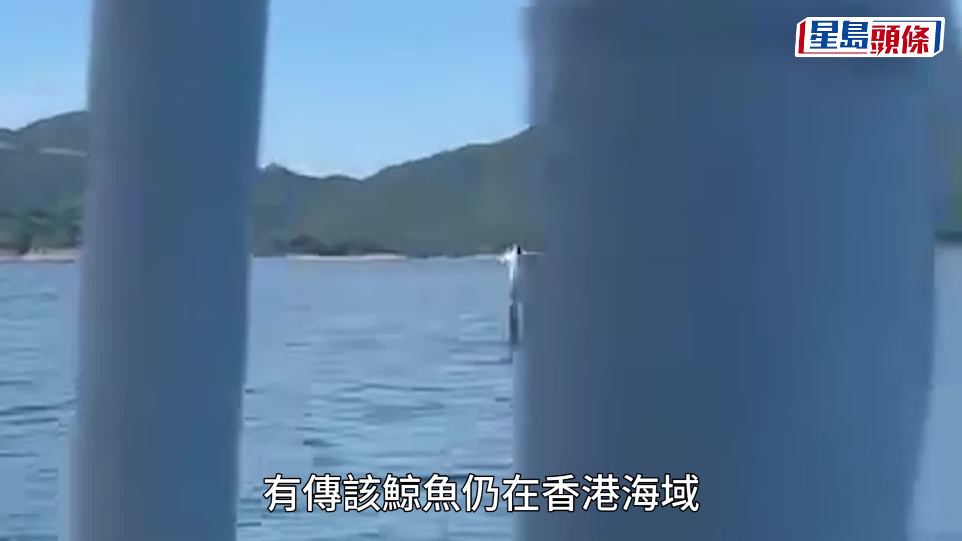 西貢鯨魚│今晨驚鴻一瞥曾露面 大家樂集團主席出海追蹤鯨魚