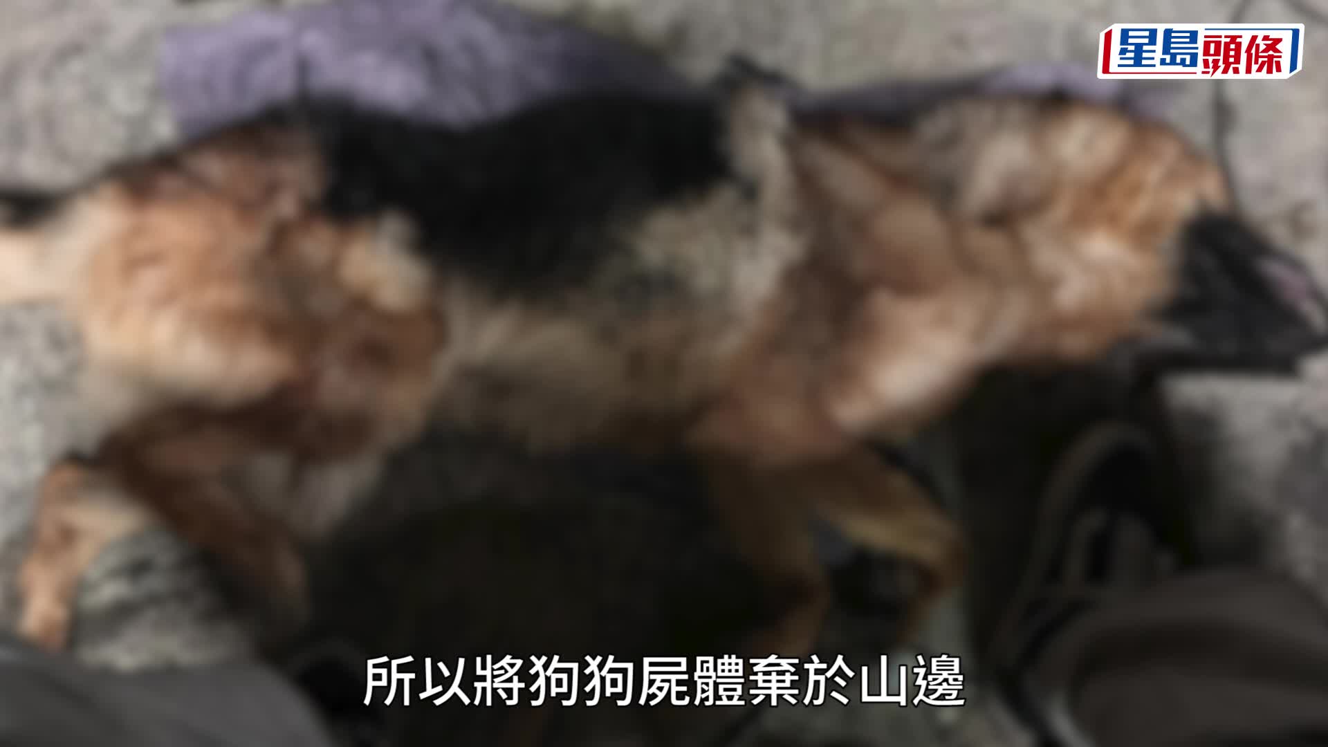 動物義工處理牧羊犬「狼狼」的遺體，並救走另一隻斷手的貓隻。網上圖片