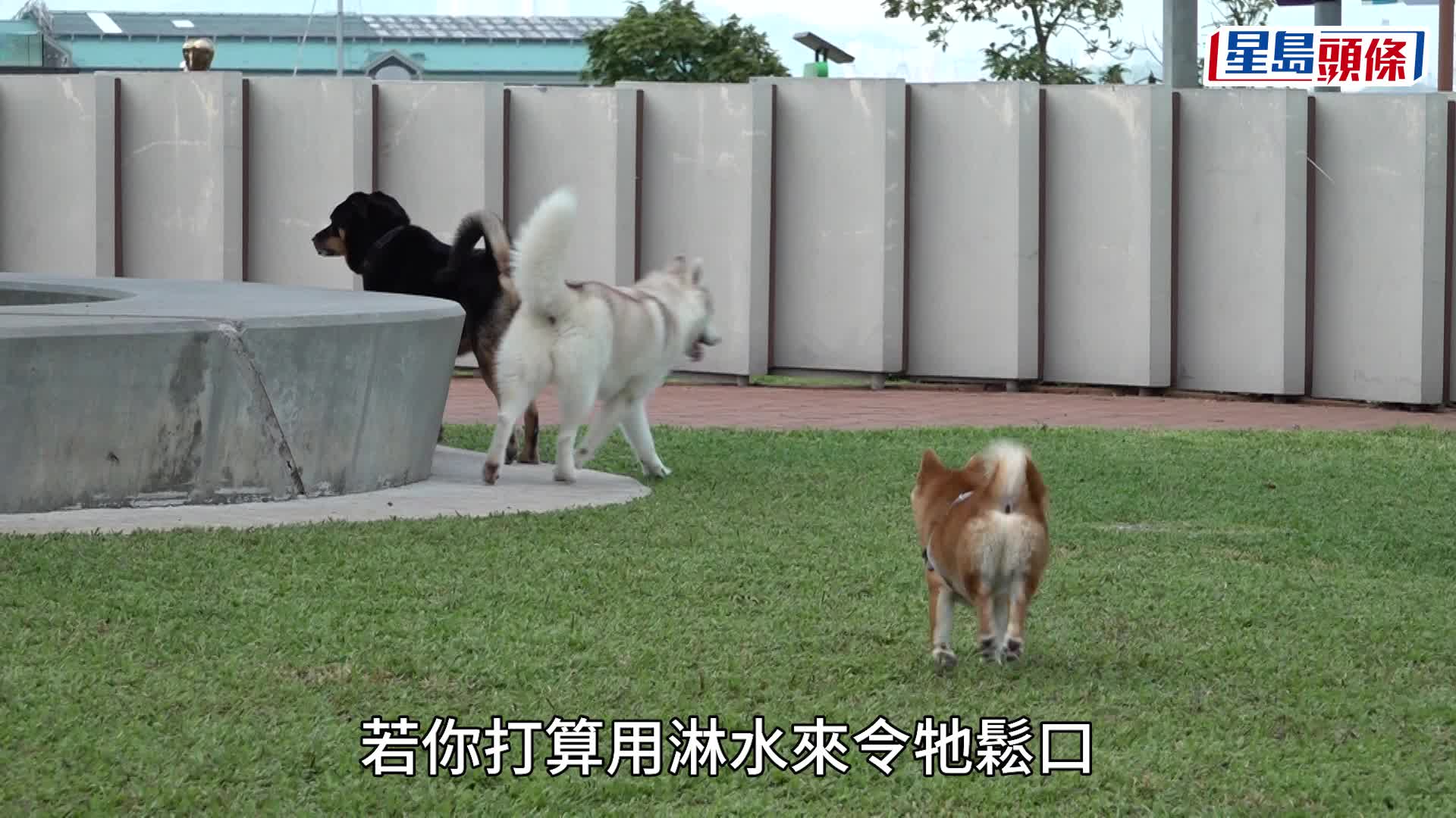 元朗狗咬狗｜專家指外出務必牽好狗繩 籲用大量水淋施襲犬隻鼻子