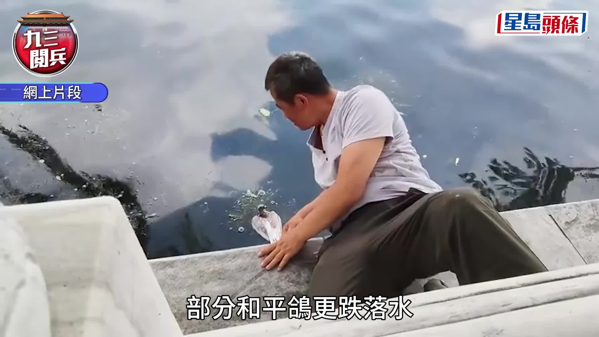 北京大閱兵過後，民眾發現有放飛的和平鴿疑似迷路。