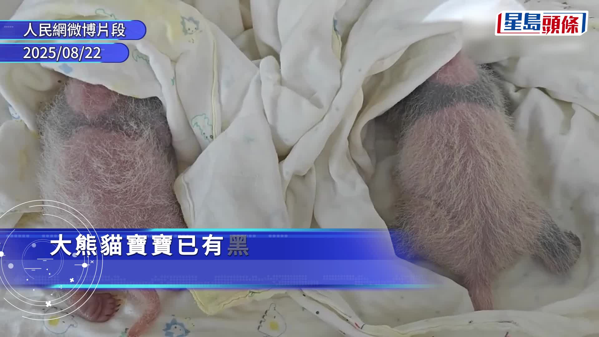 上海首迎大熊貓子二代 「芊金」喜得龍鳳胎