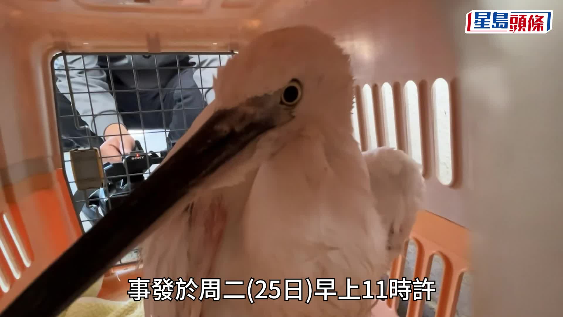 紅磡碼頭小白鷺被魚絲纏腳困木樁 消防解困交愛協善後