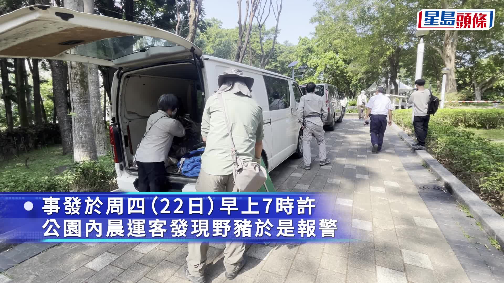 銅鑼灣維園1米野豬出沒 警方漁護圍捕