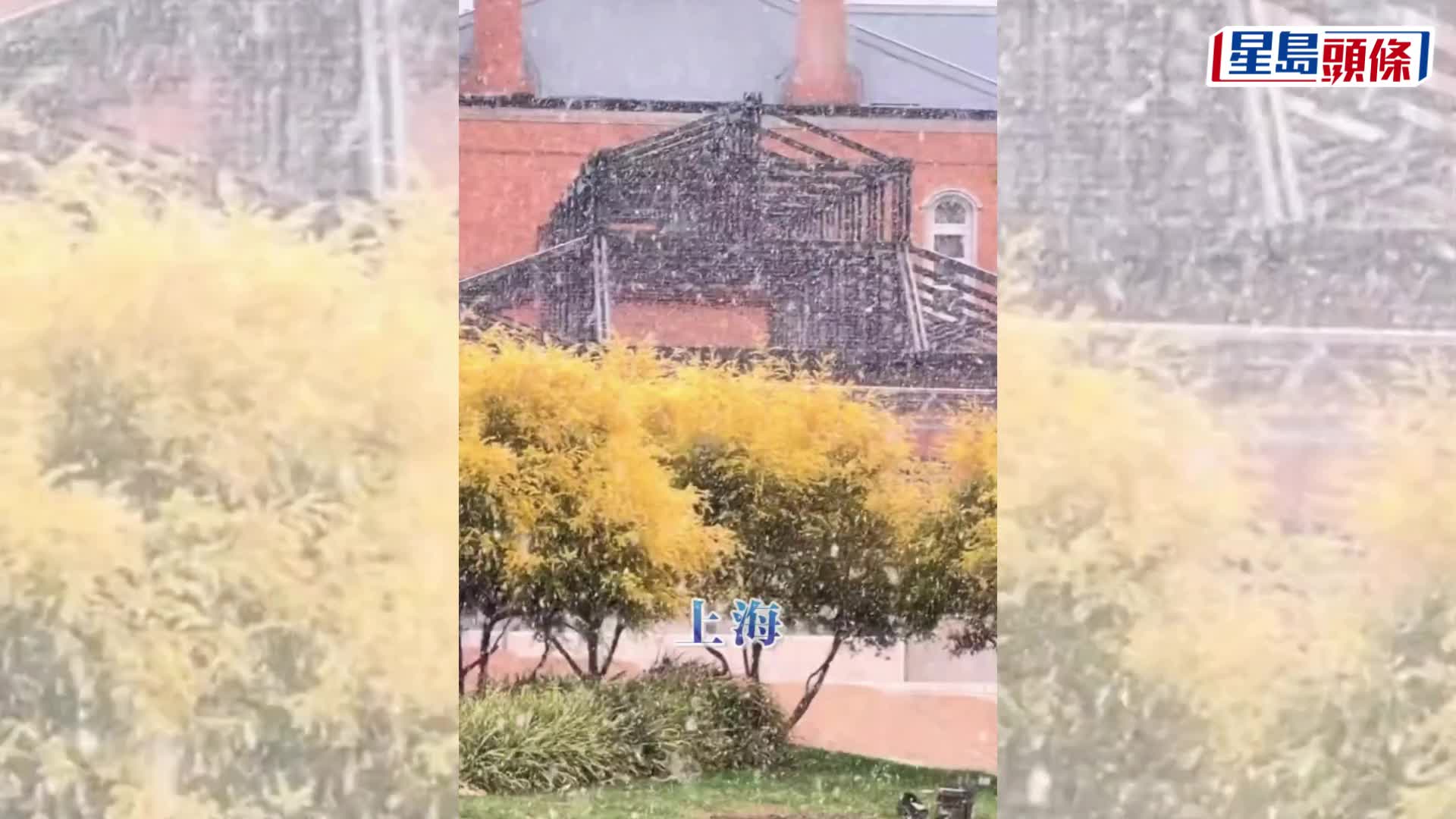 市民在上海市徐匯區冒雪遛狗。  新華社