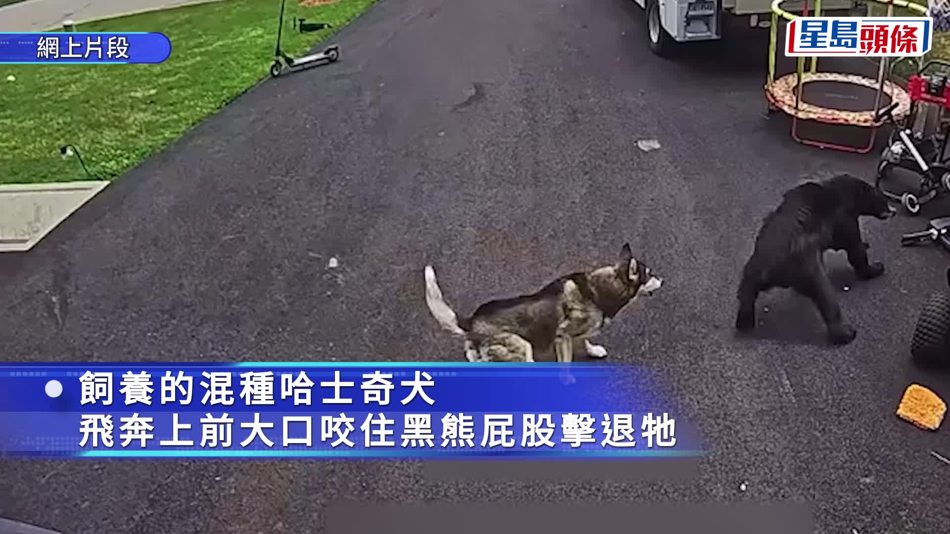 6岁童遭黑熊袭击 二哈挺身护少主获网民大赞