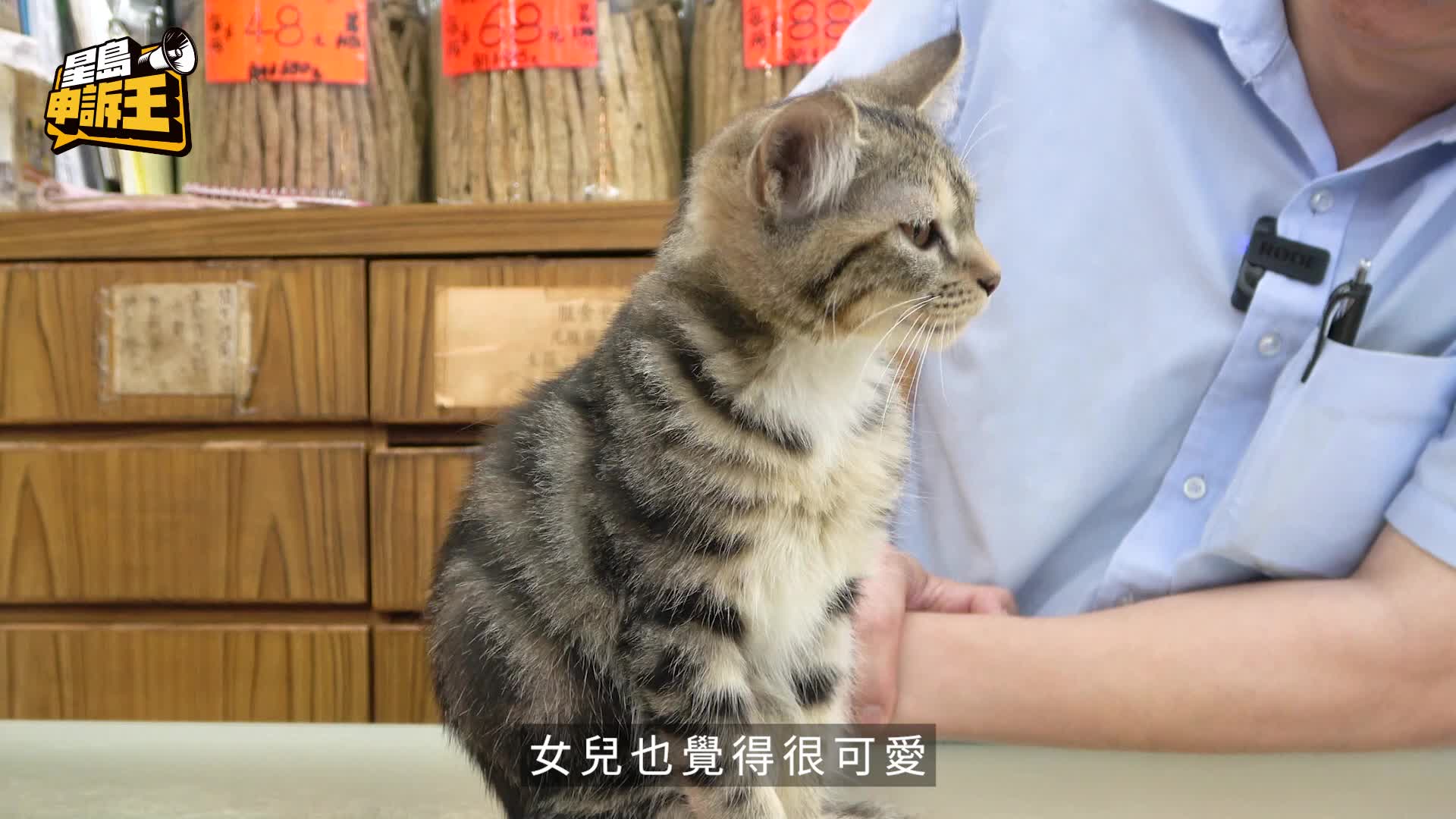 星島申訴王｜灣仔藥材舖  日吸百粉絲朝聖  貓店長「海參」人氣爆燈