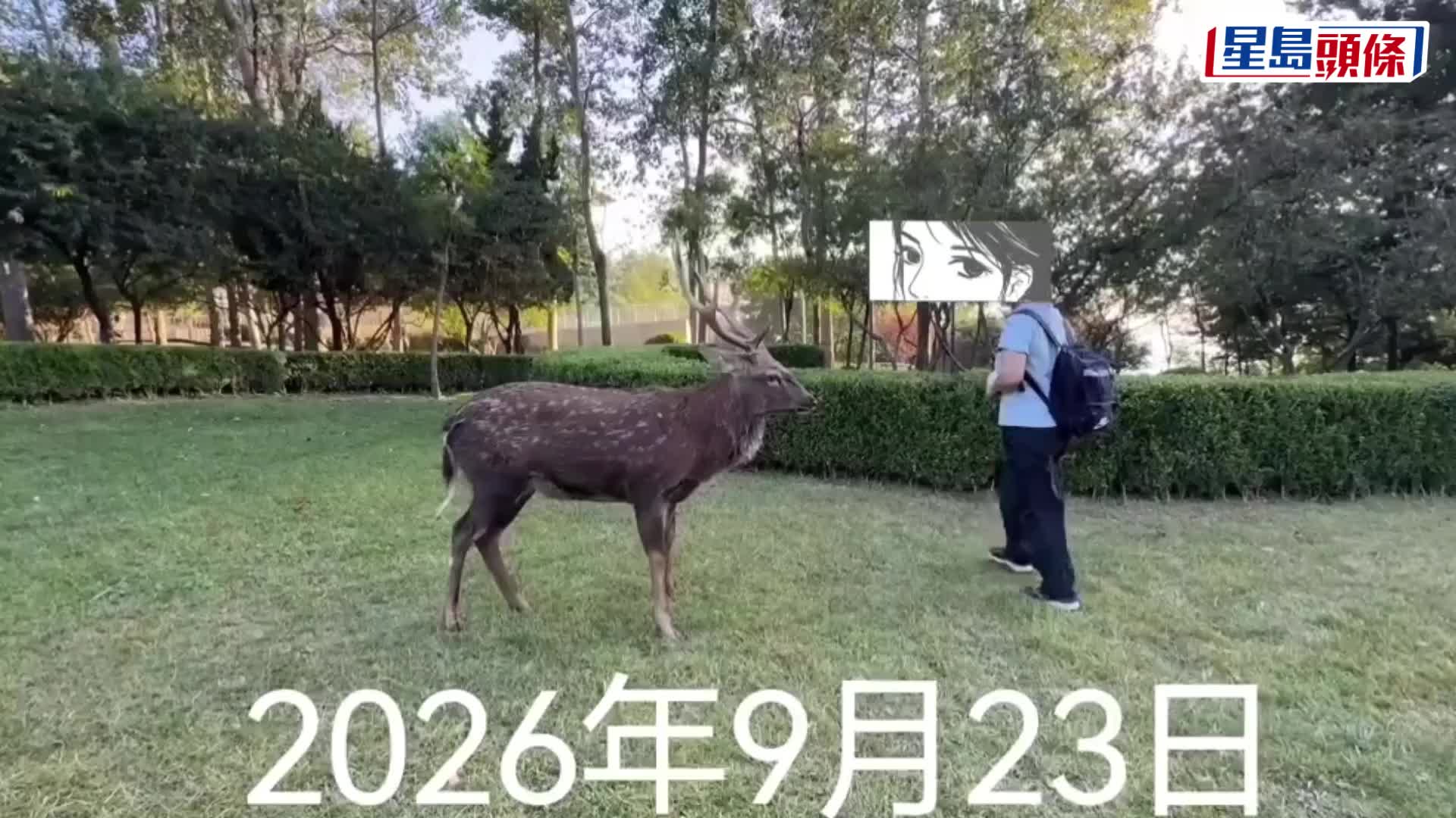 大連蓮花山梅花鹿發情期頻襲遊客，女子兩米外拍照遭頂飛。