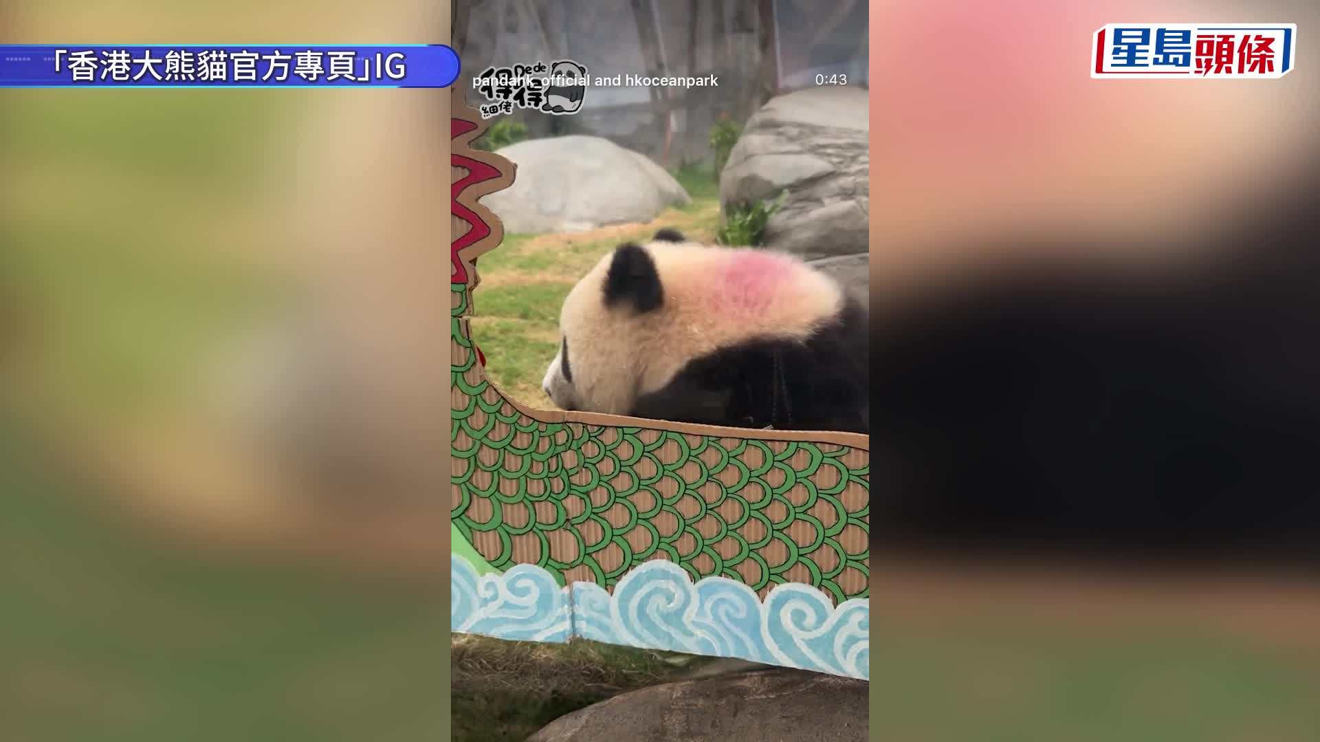 端午節︱熊貓家族齊食糭應節？ 加加、得得萌爆拎船槳撐龍舟  盈盈、樂樂Chill住歎冰糉