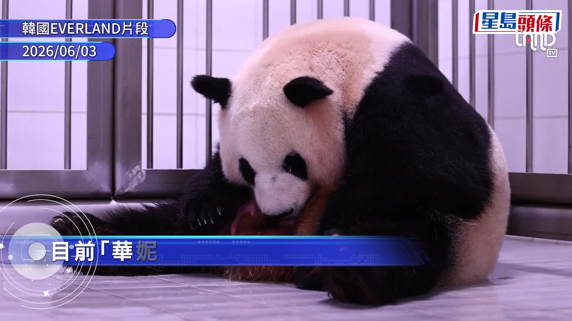 旅韓大熊貓「華妮」誕下第四胎。中國大熊貓保護研究中心