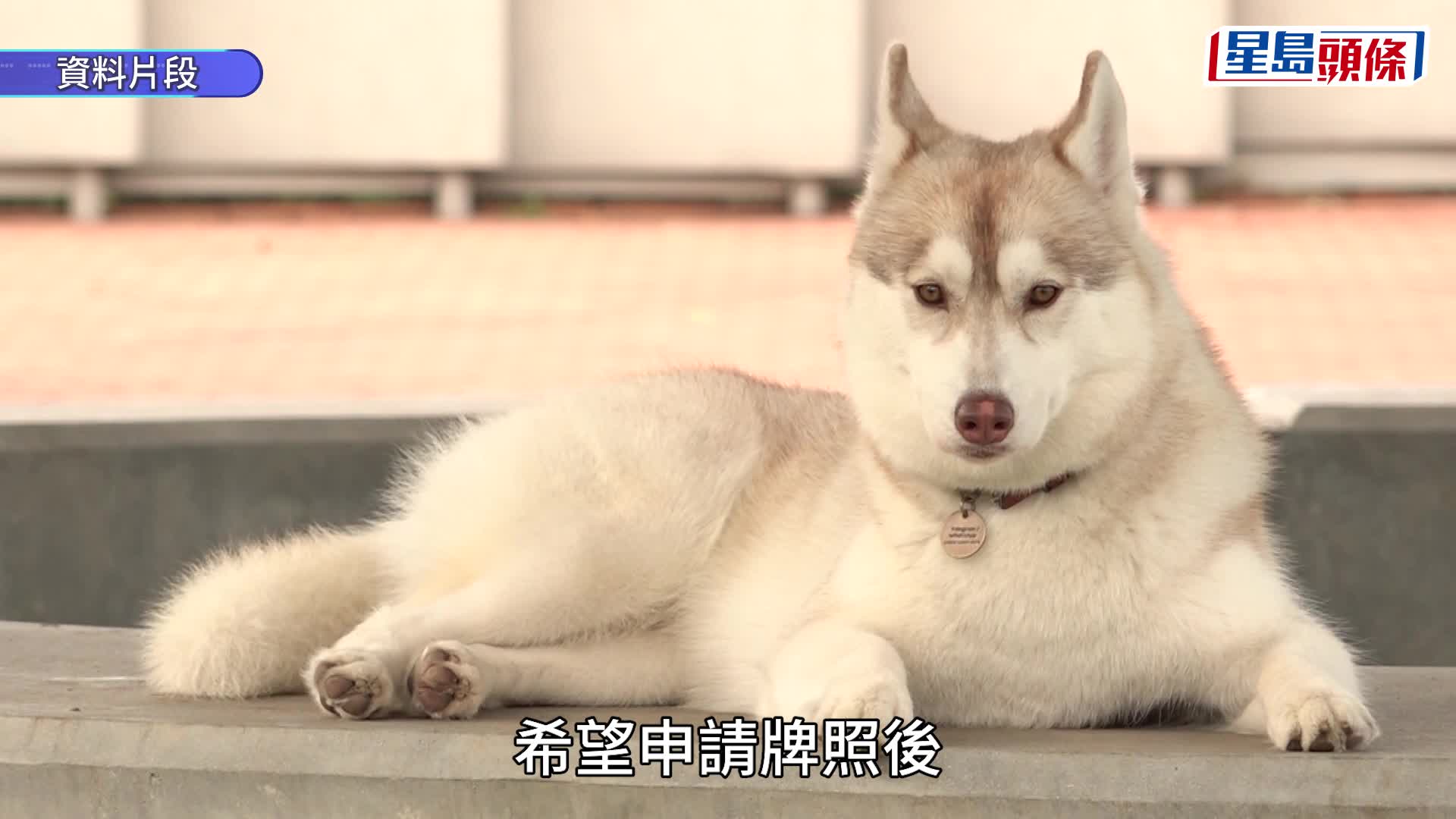 連俊雄表示，明白主人希望帶狗隻進入餐廳，但狗隻性格各異，若寵物不喜歡到餐廳，狗主不應勉。吳艷玲攝