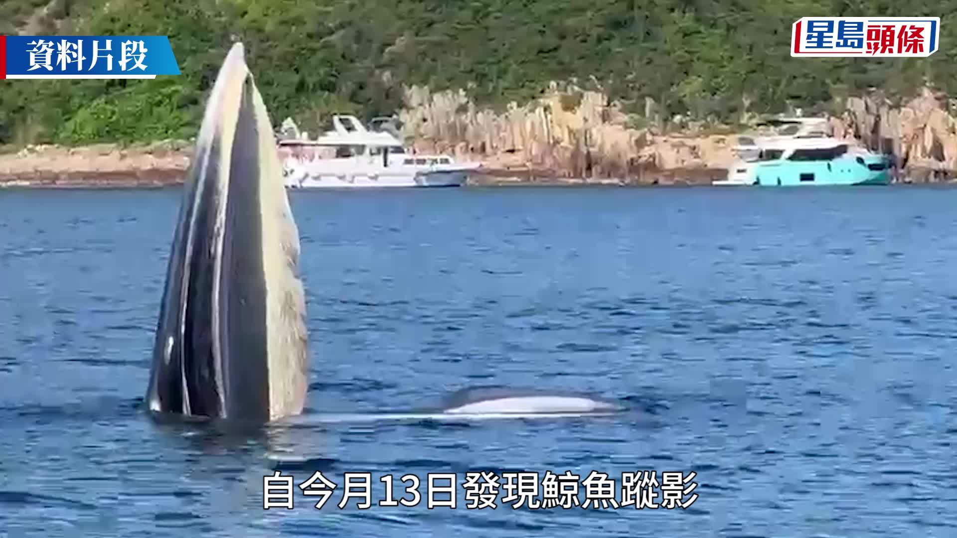 西貢鯨魚背現螺旋槳傷痕 海洋公園保育基金：安全情況堪憂