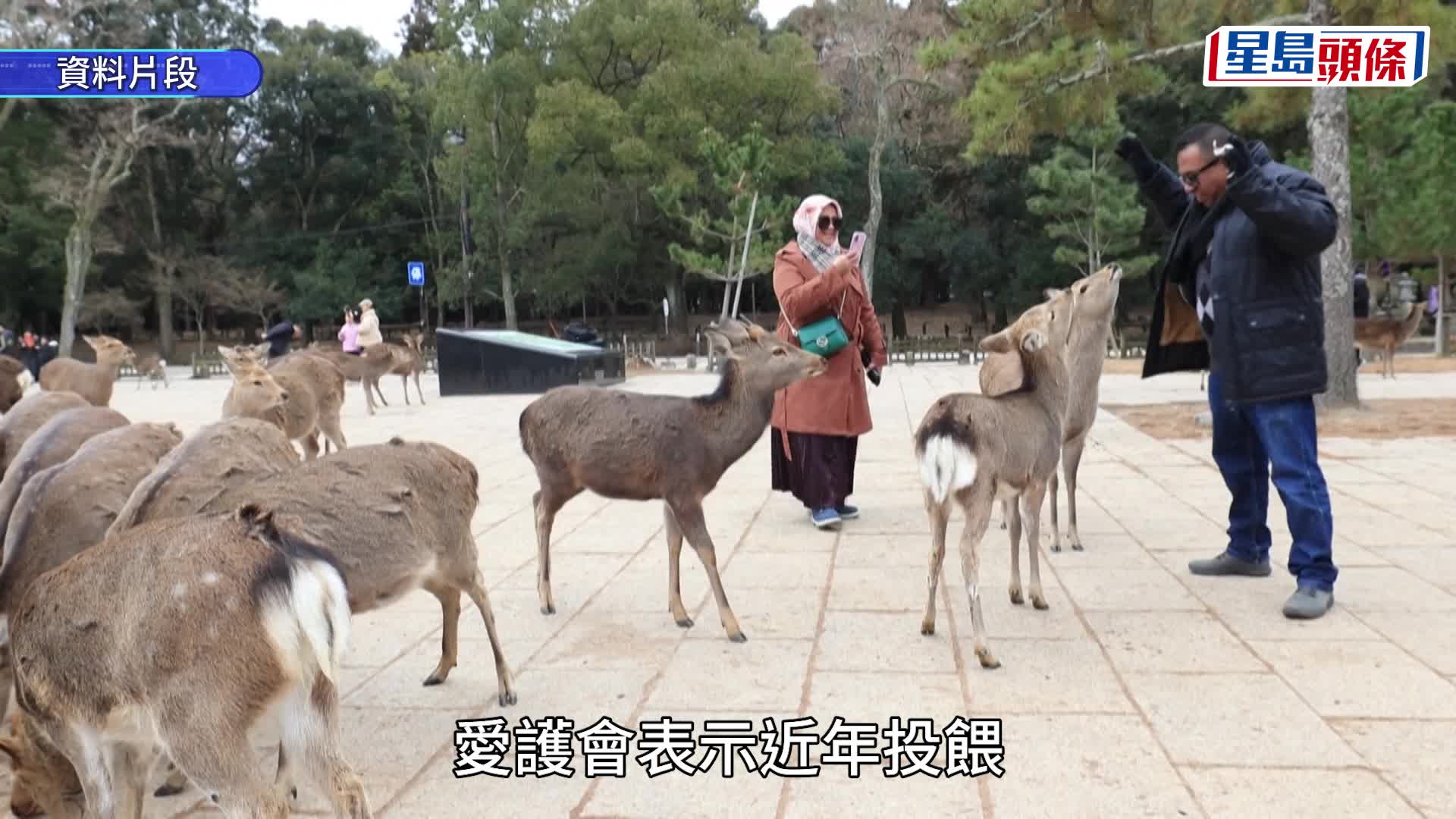 奈良鹿一年增222頭創新高 愛護會籲勿亂餵食防營養過剩