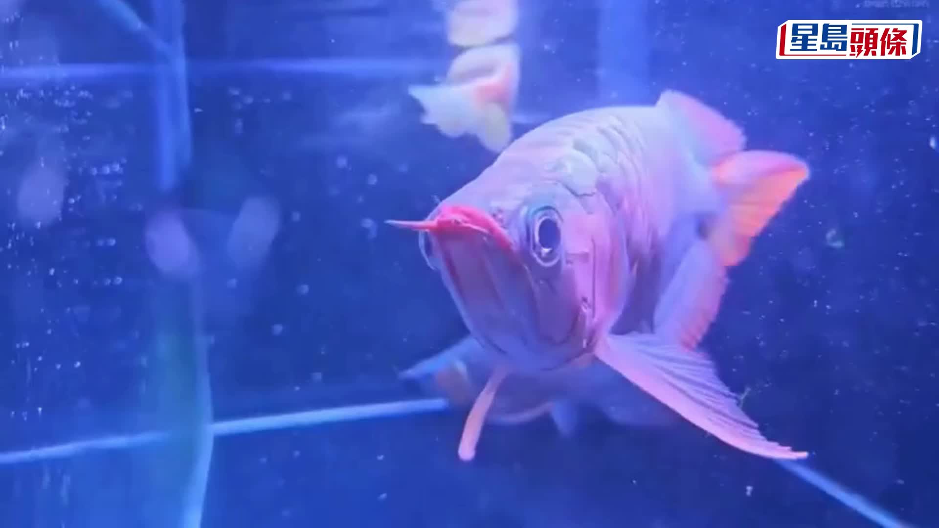 背包、拉車藏金龍魚福田口岸出境，赴港女客被海關查獲。