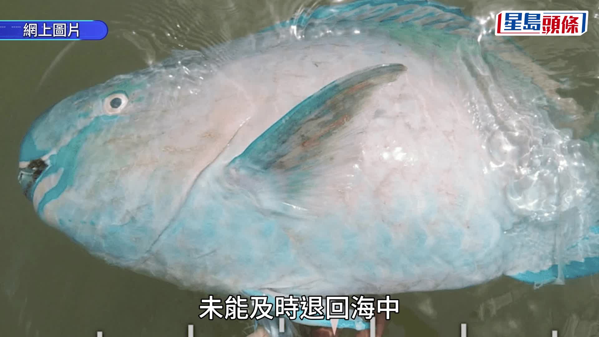 菲律賓南部強震後驚現「海底露出」 海床推高兩米大片珊瑚礁曝曬枯死