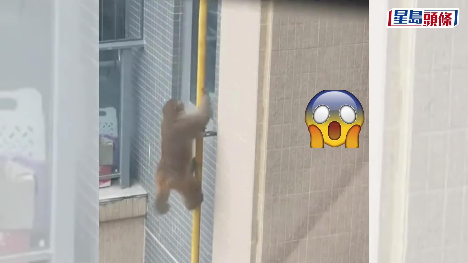 齊天大聖闖南寧高層住宅，外牆「飛簷走壁」。