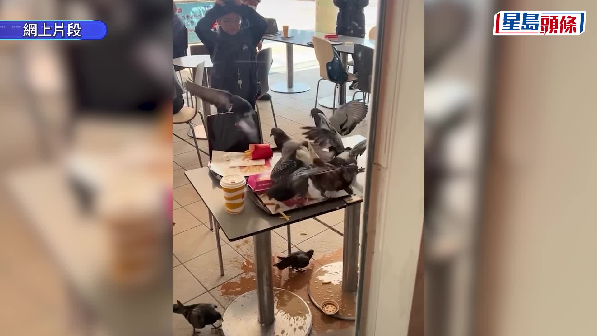 九龍公園群鴿變「惡霸」 搶食薯條無視食客驅趕 目擊者講述事發經過