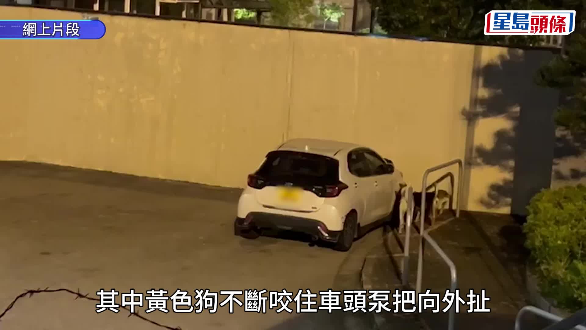 有片｜屯門4流浪狗圍攻私家車 黃狗狂扯車頭泵把 拍片者：成隻角扯甩埋