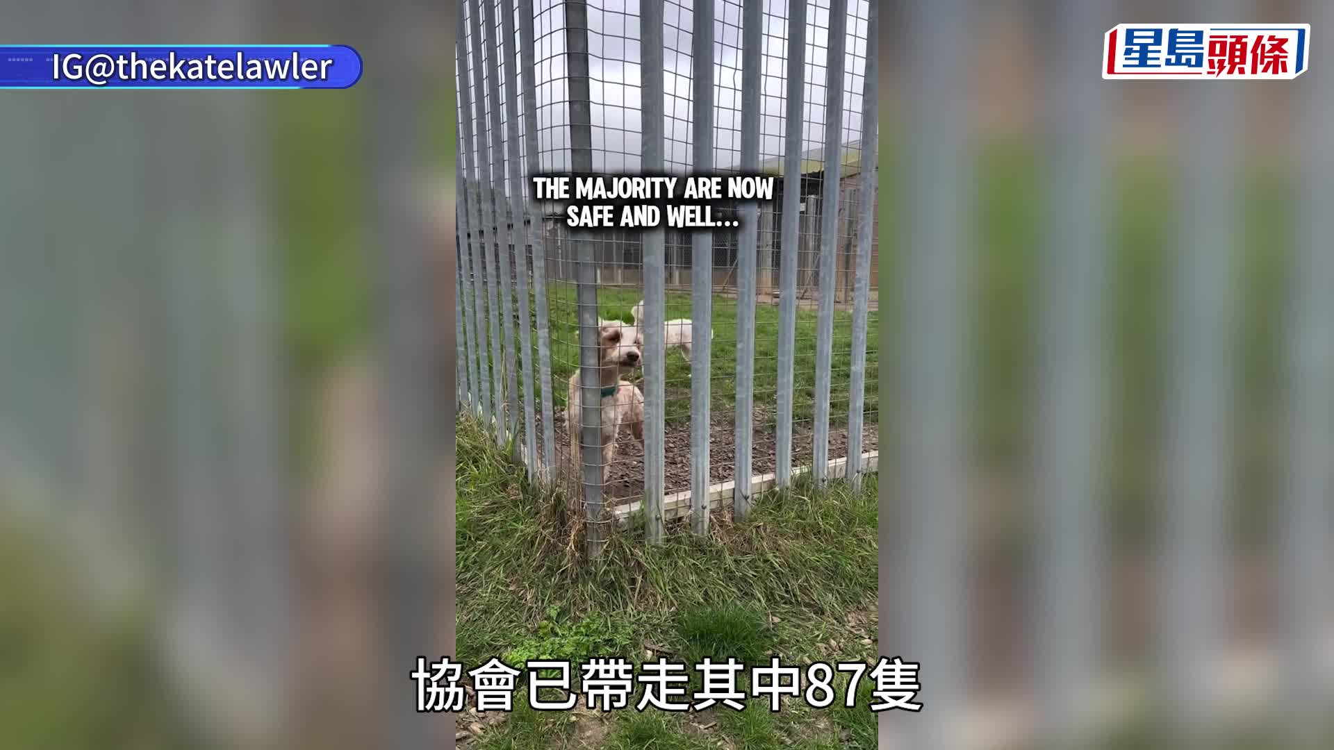 英國民居驚現逾250隻貴婦狗 震撼場面被質疑AI製圖 動協：真實慘劇