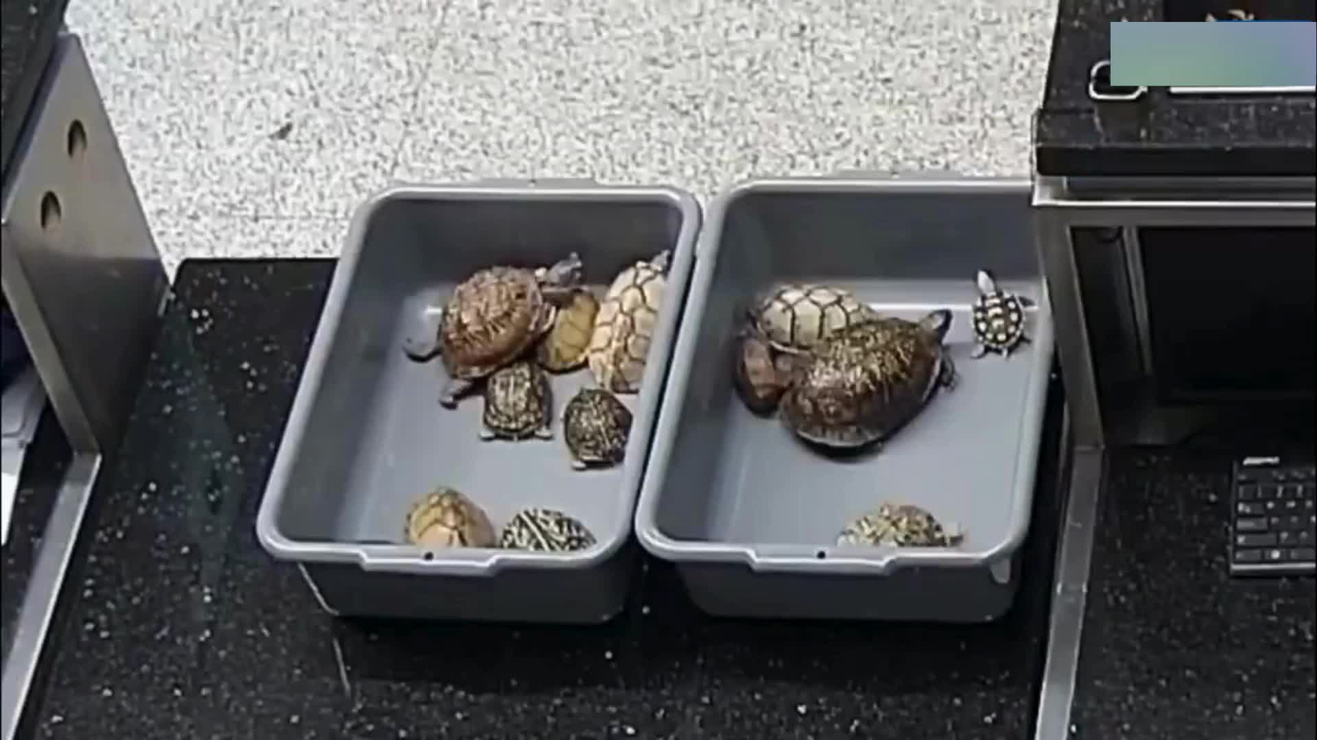 港珠澳大橋海關在男旅客「脹卜卜」的褲袋中，搜出15隻重逾4公斤活龜。海關發布