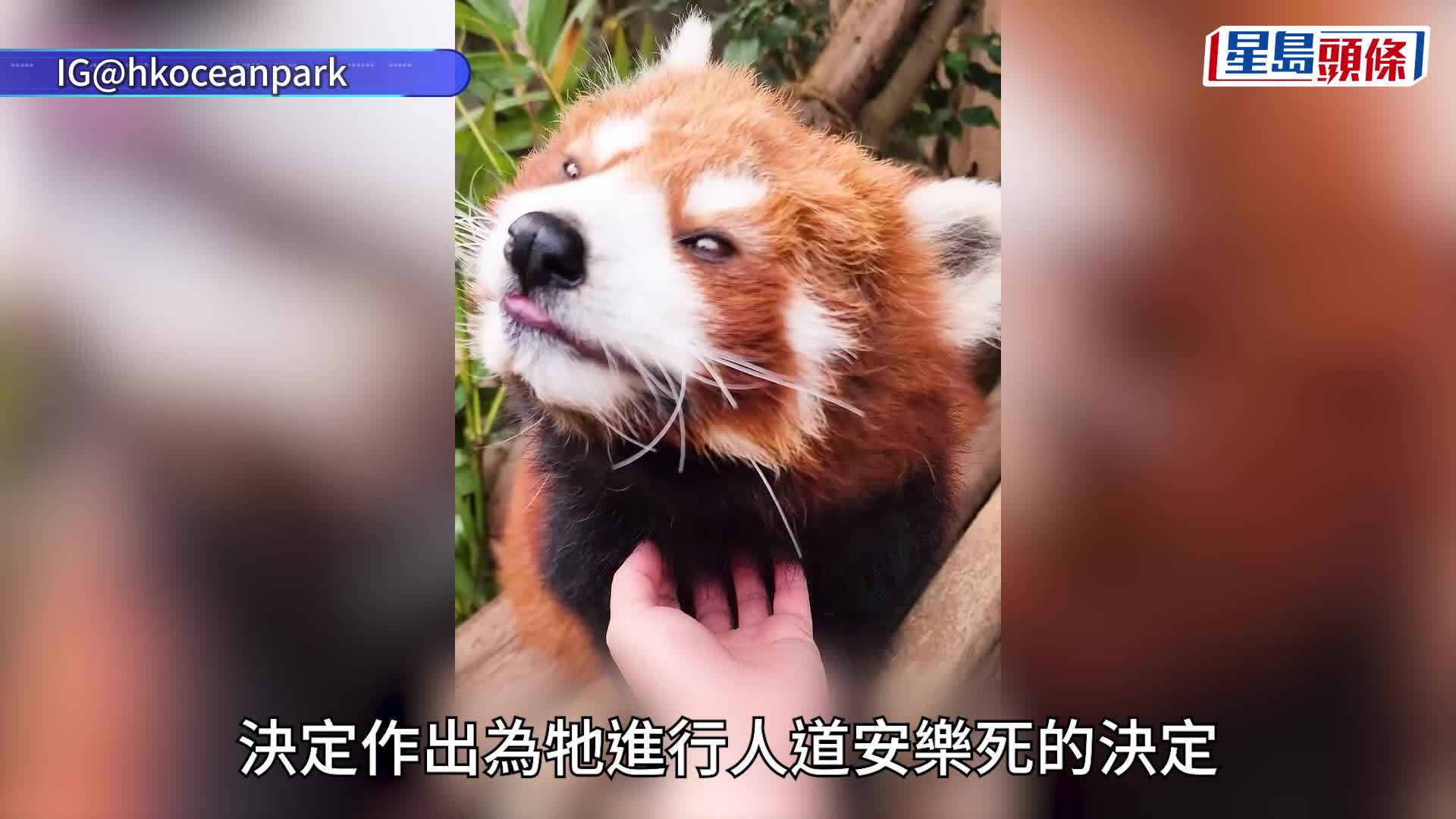 海洋公园小熊猫柔柔17岁高龄离世 园方：以生活质素及福祉为考量 作出安乐死决定