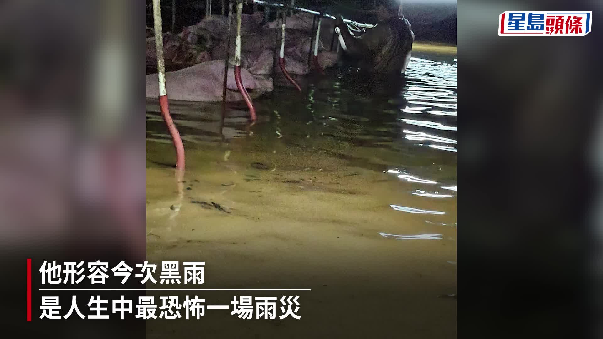 大批豬隻浸在水中。 受訪者提供