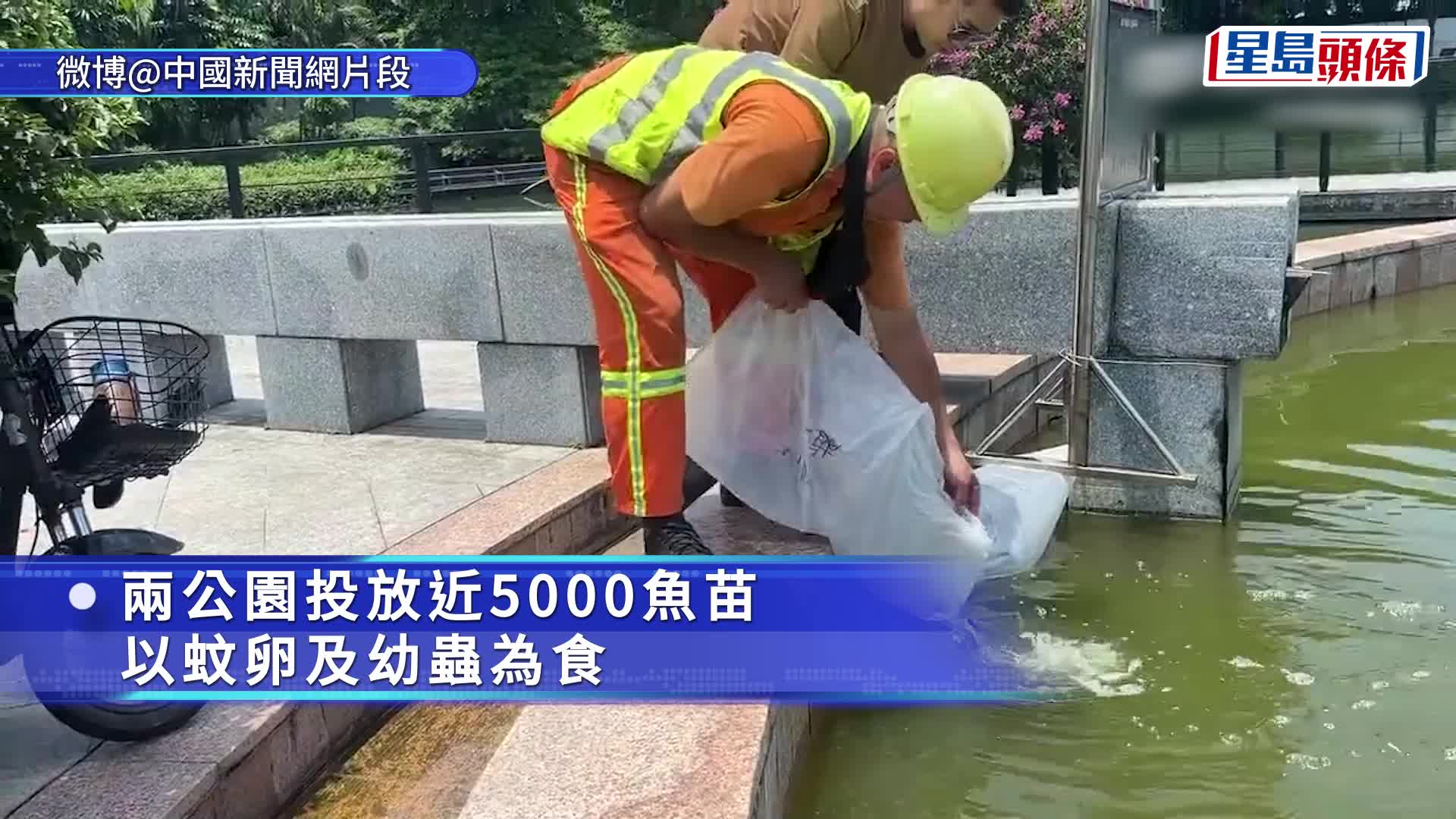 佛山在多個公園投放逾5000滅蚊魚苗。
