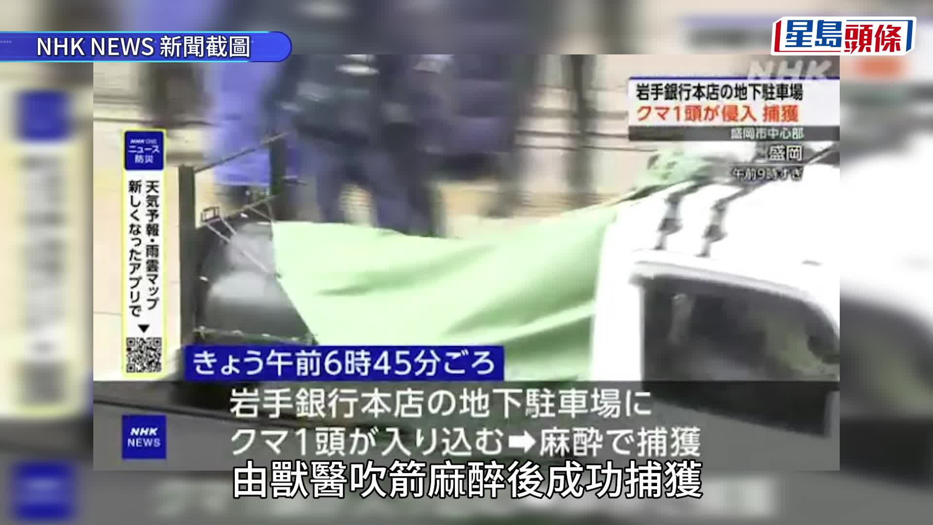 日本熊出沒 | 今年熊襲已釀12死 岩手獨居男與愛犬雙亡 自衛隊將不攜槍出動