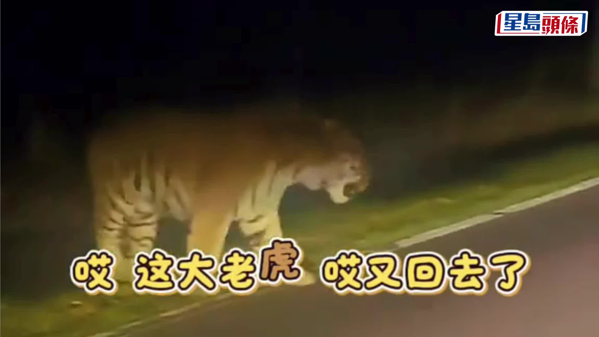 長白山再現野生虎蹤？自駕男大叫引虎對視5秒。