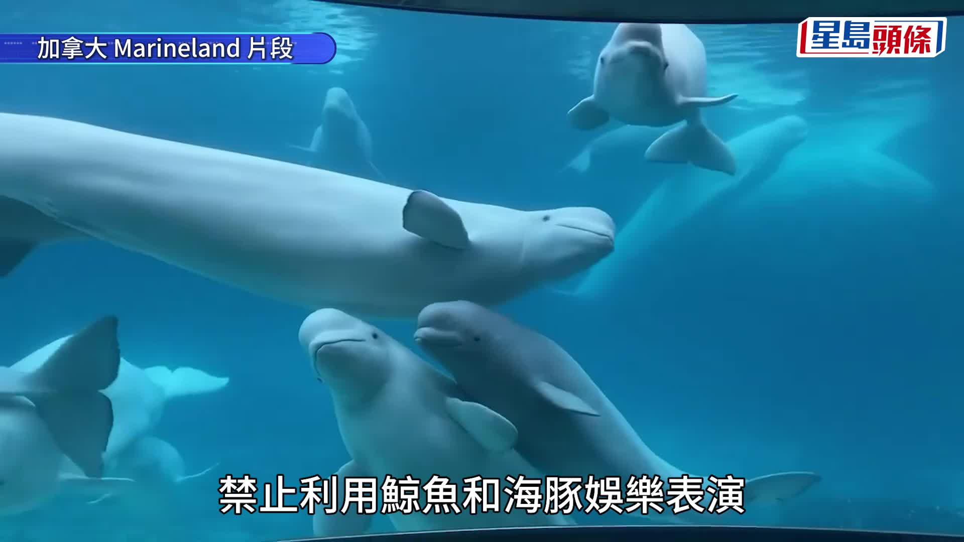 加國「海洋樂園」財困與政府角力 警告或安樂死30條白鯨 震驚動保界