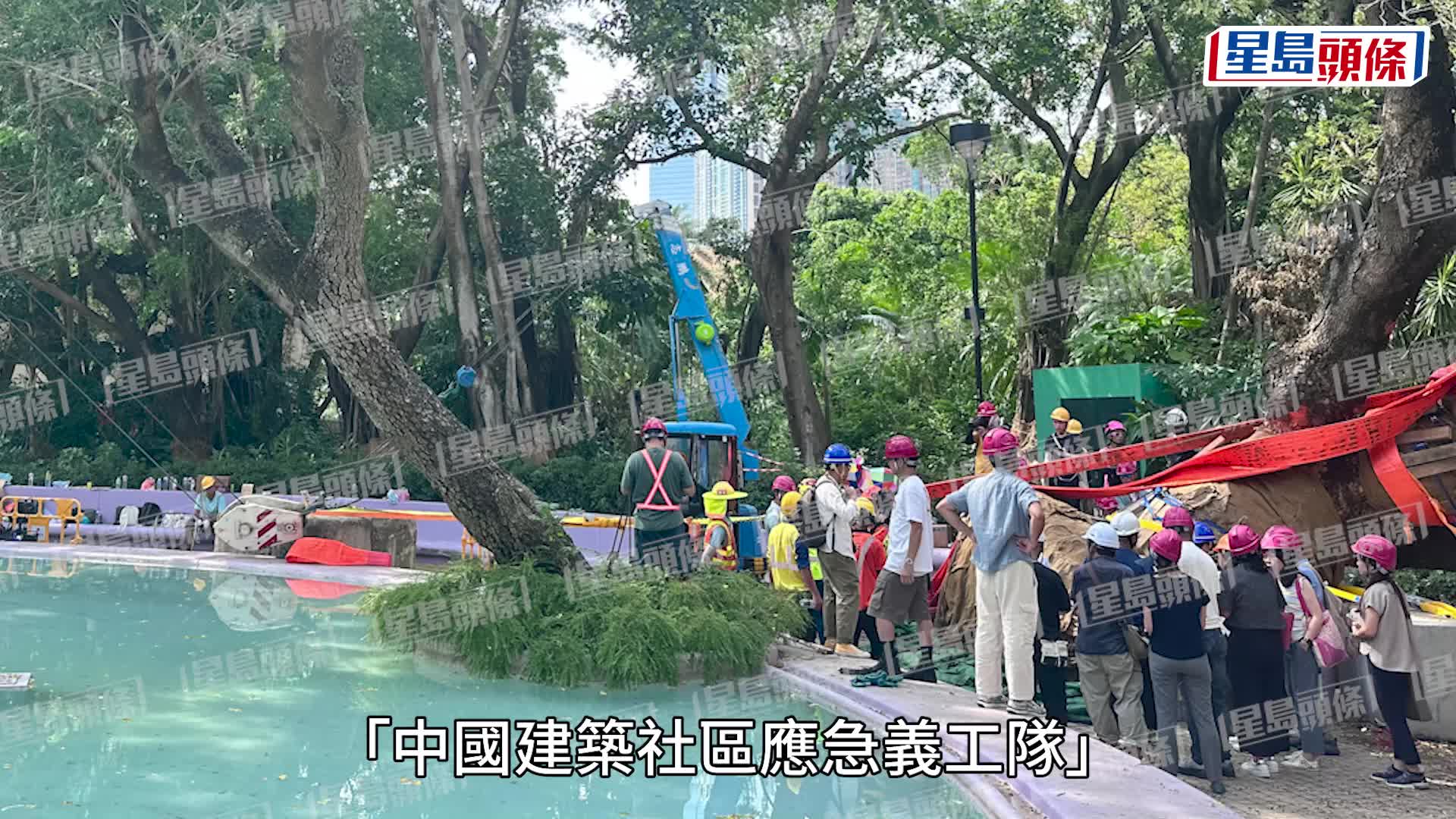 颱風樺加沙︱九龍公園逾110歲古樹倒塌 當局晚上成功搶救 扶正近90度交康文署護養
