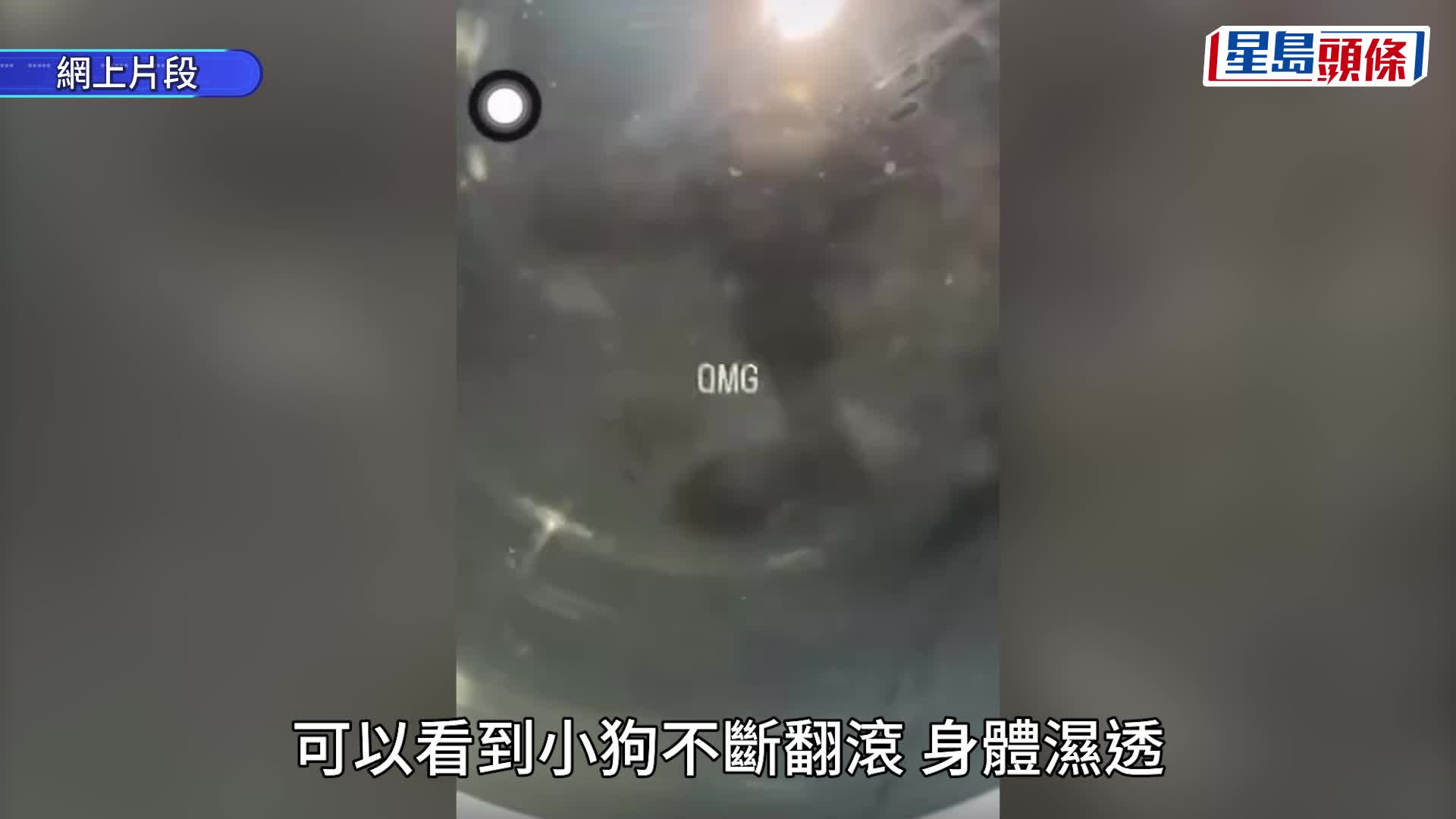 有片｜網傳小狗受虐放入洗衣機翻滾 警接報調查