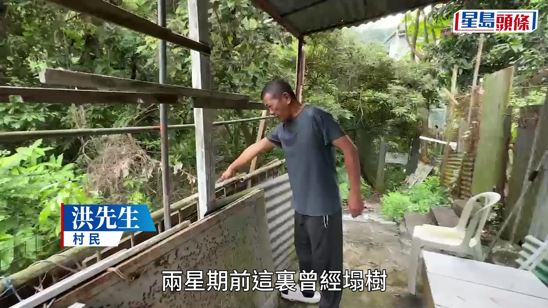颱風蘇拉︱樹枝不斷跌落簷篷 深井鐵皮屋租客憂冧樹報警