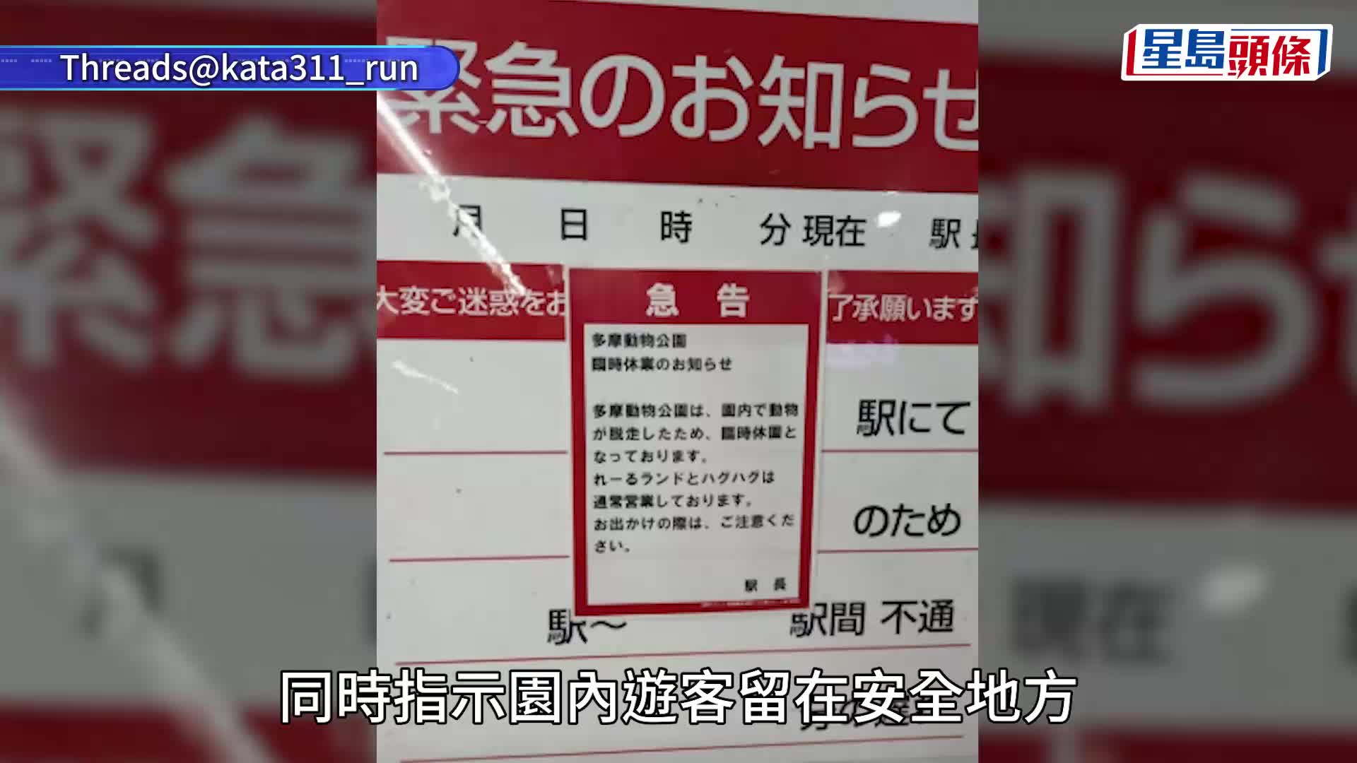 東京多摩動物園走失的歐洲灰狼已被尋回。YouTube@東京ズーネット