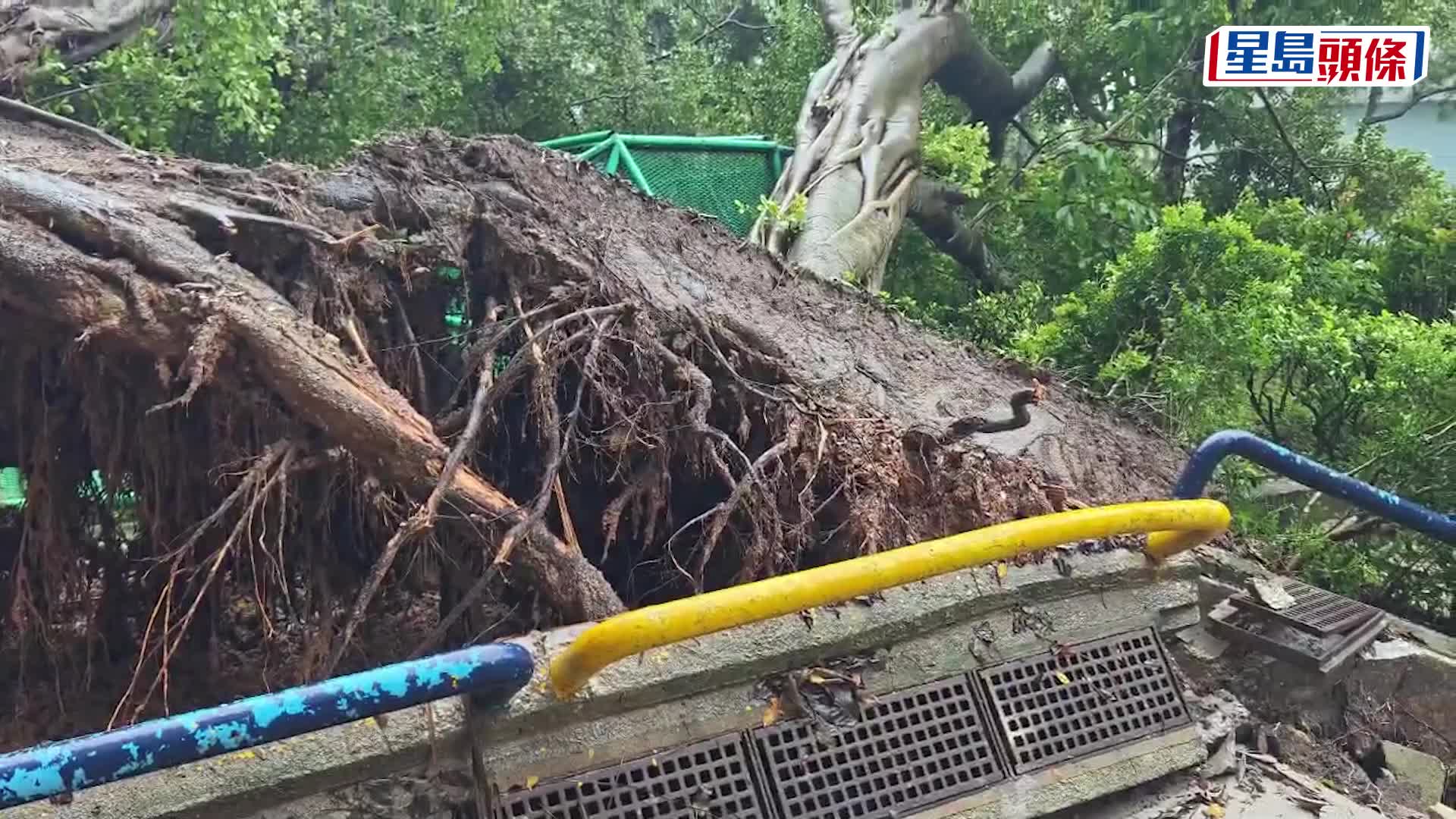 大樹連根拔起。