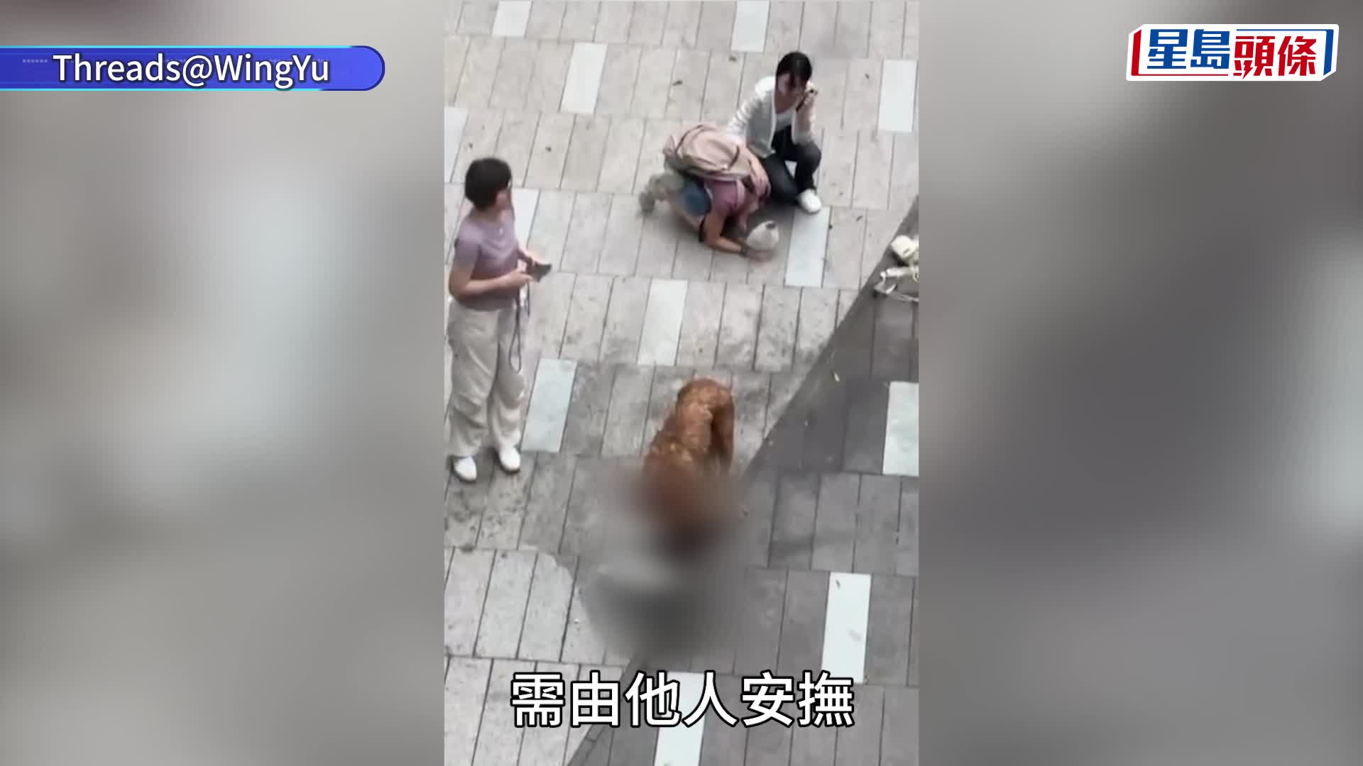元朗狗咬狗｜兩細狗被咬死涉比熊犬及貴婦狗 大狗主人不知所終 途人試圖制止無果