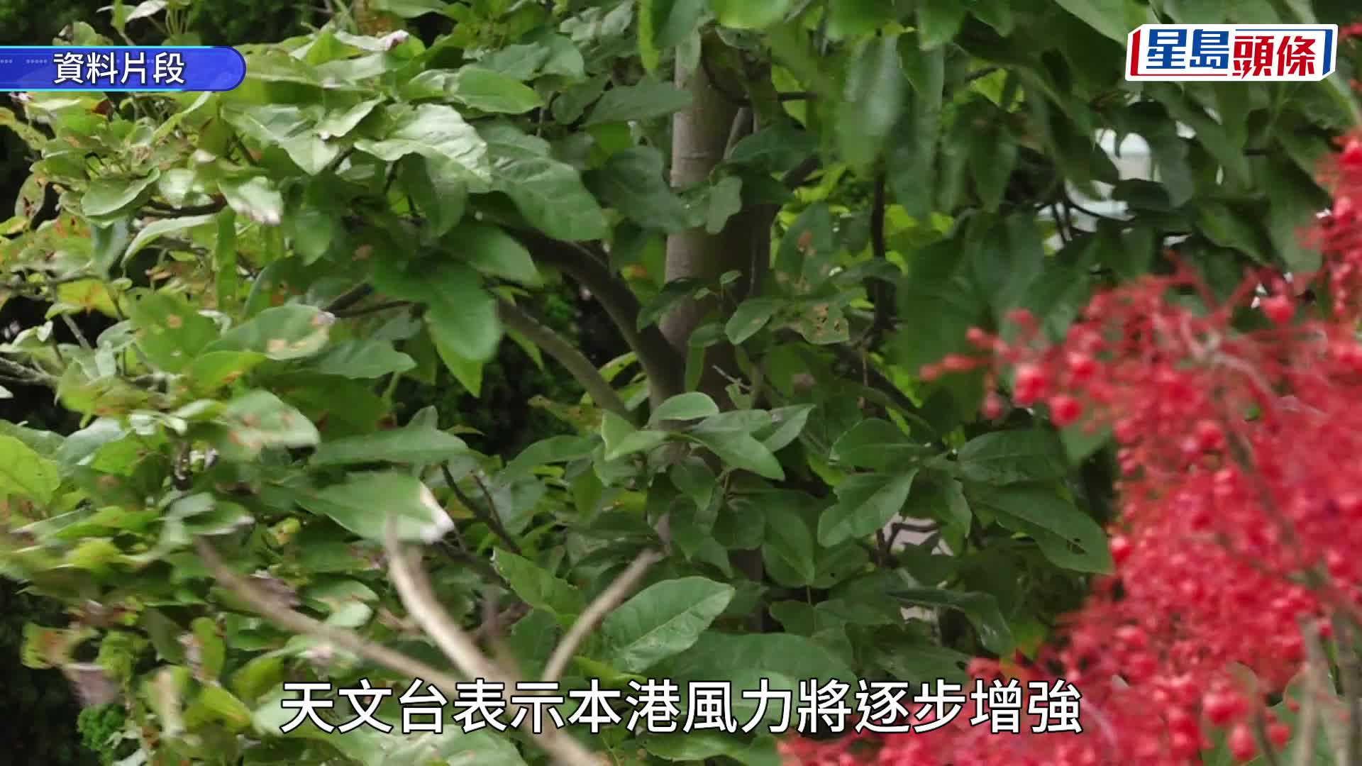 蝴蝶颱風｜天文台：將於中午12時20分改發三號強風信號