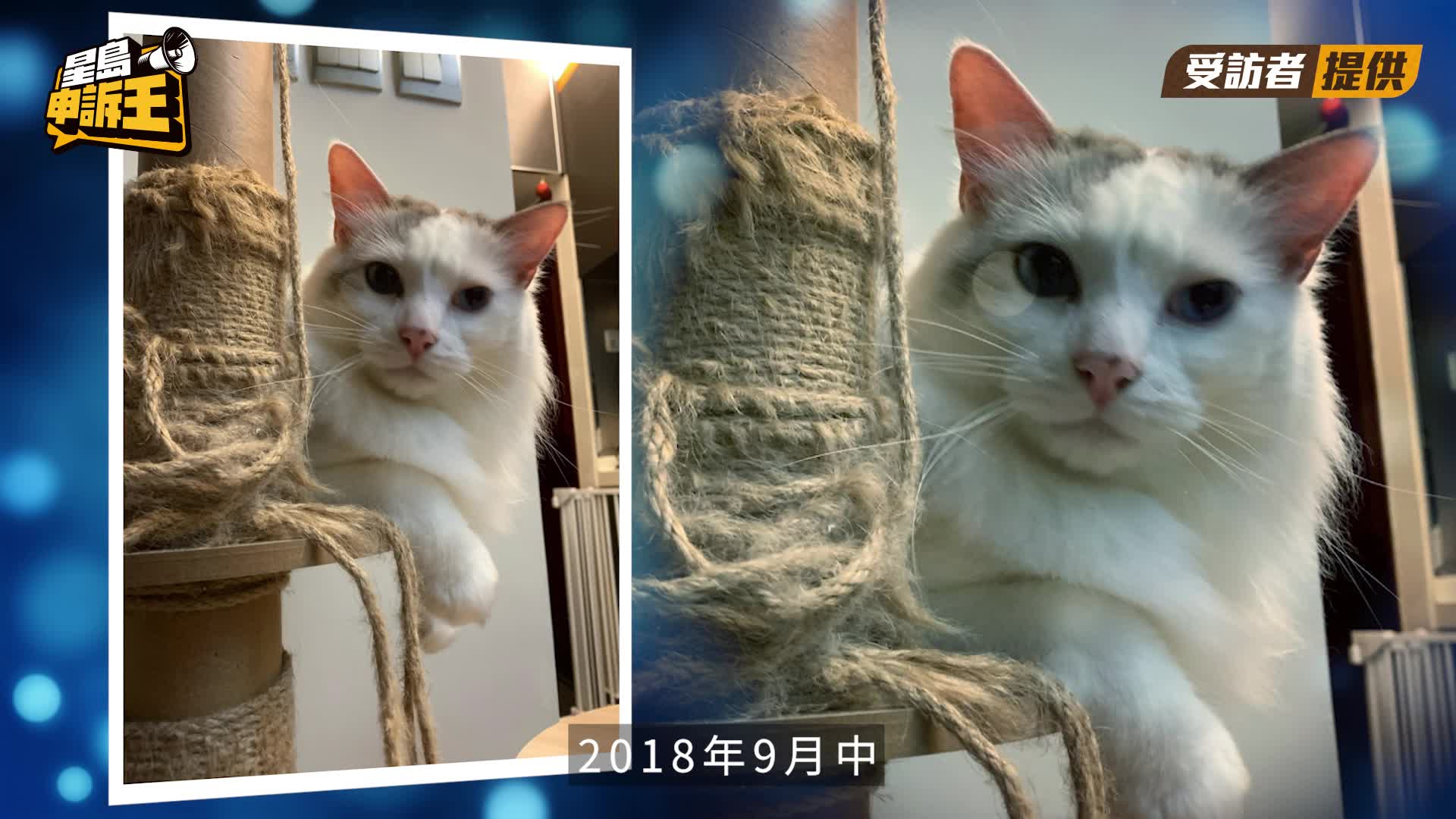 星島申訴王｜港女愛貓失蹤2年被領養遭索30萬「贖金」    新主人：特登開天價