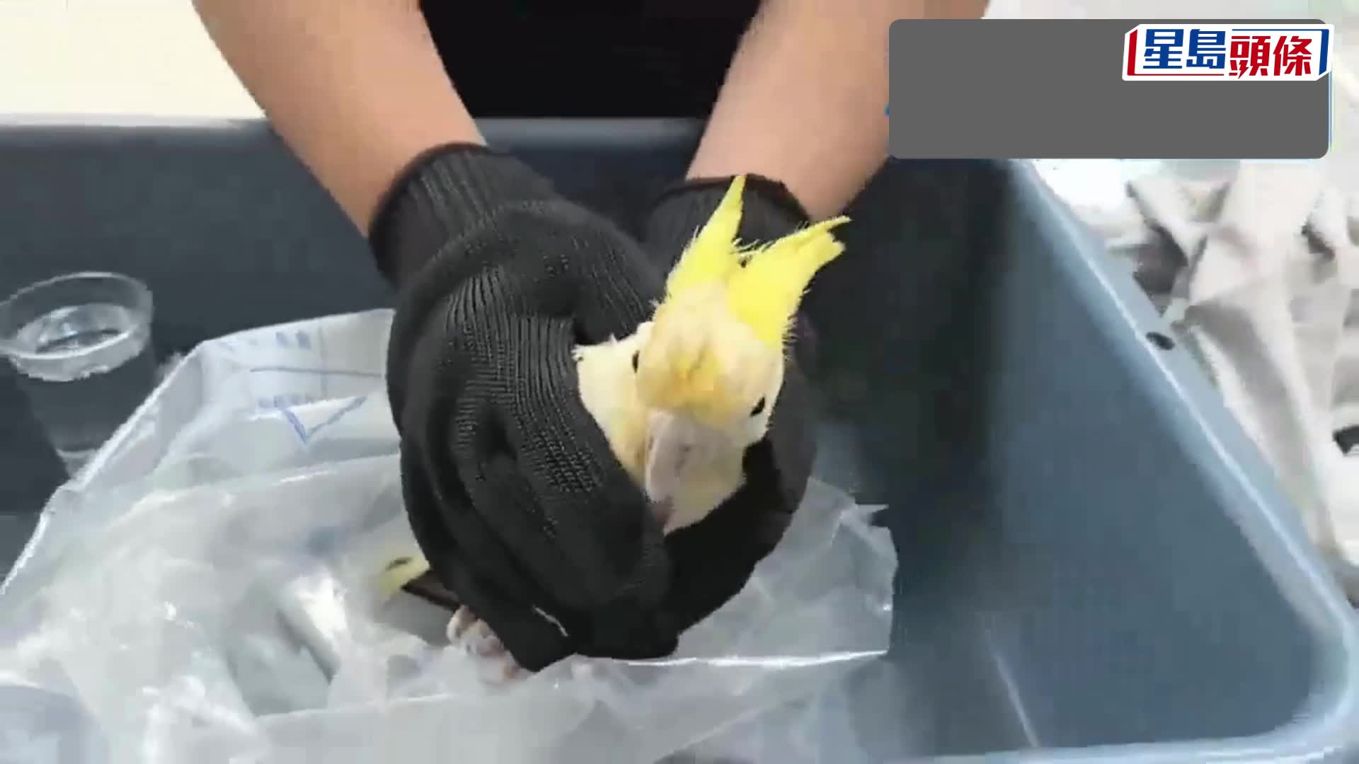 男旅客左手纏外套在深圳灣口岸過關，驚揭「棉手套」內藏瀕危葵花鸚鵡。