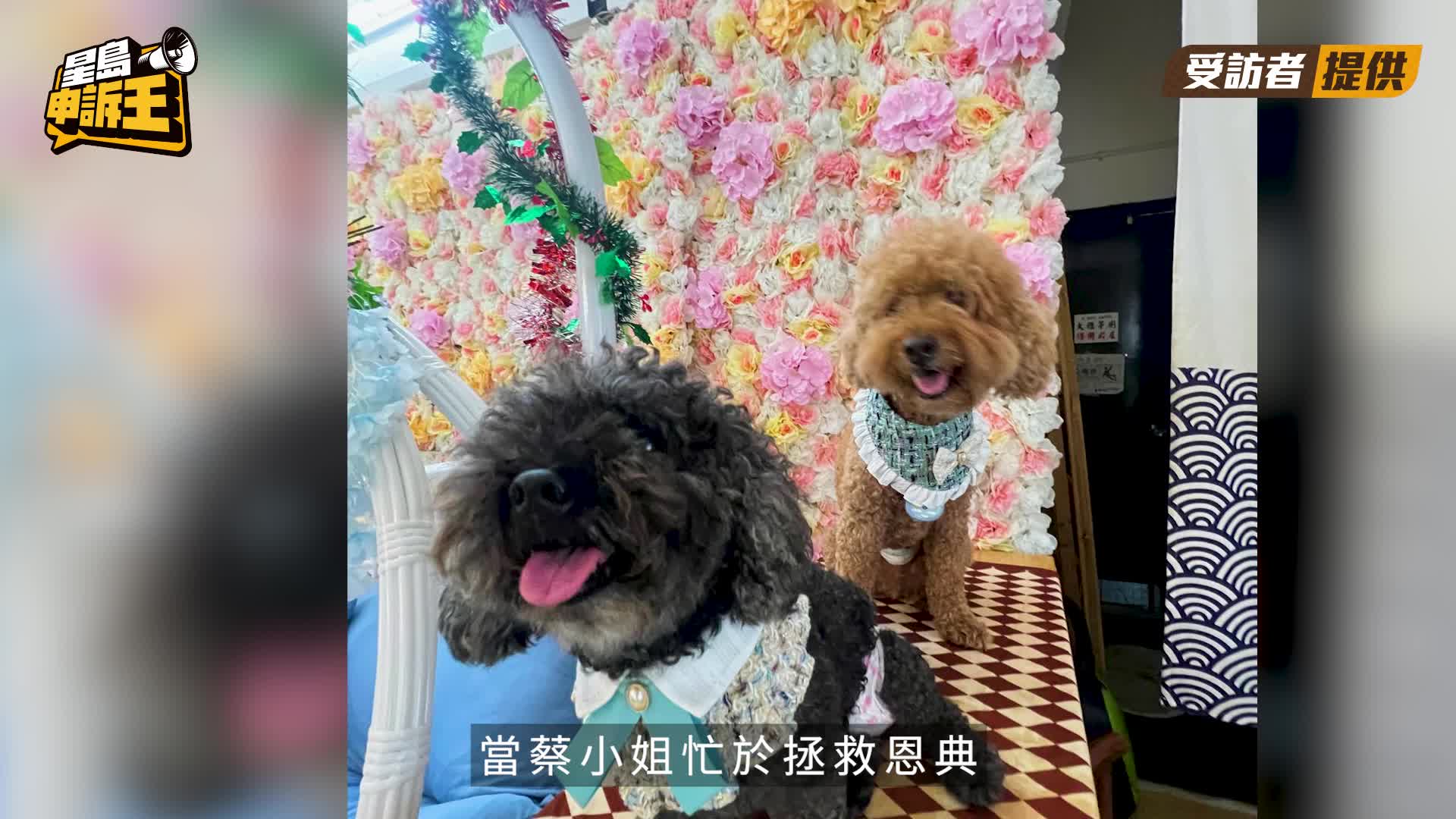 香港多區發生毒狗案毛孩慘死 狗主歷愛犬連環暴斃哭訴無門