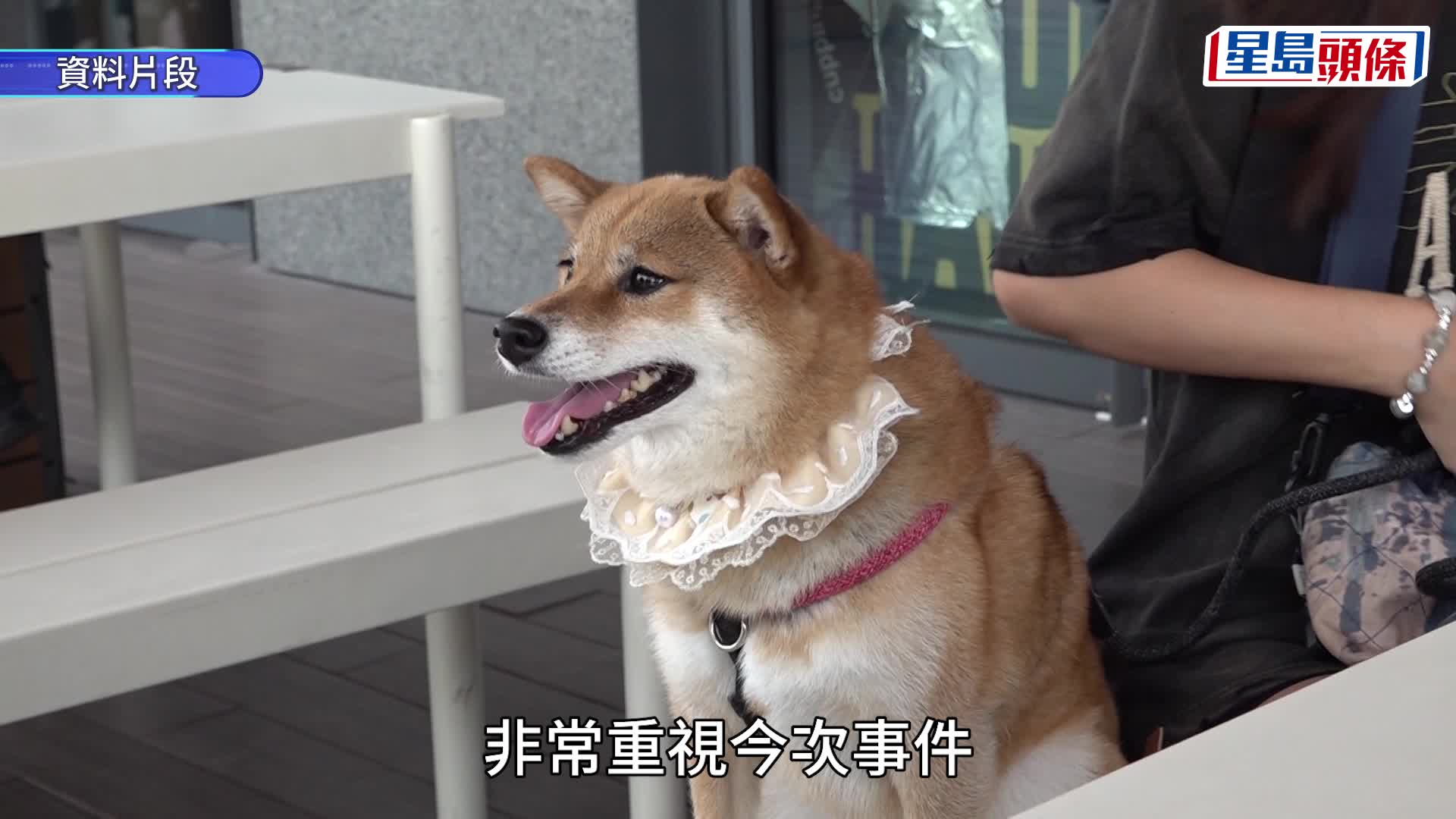 元朗狗咬狗｜渔护署指大狗「拉里」目前不会被人道处理