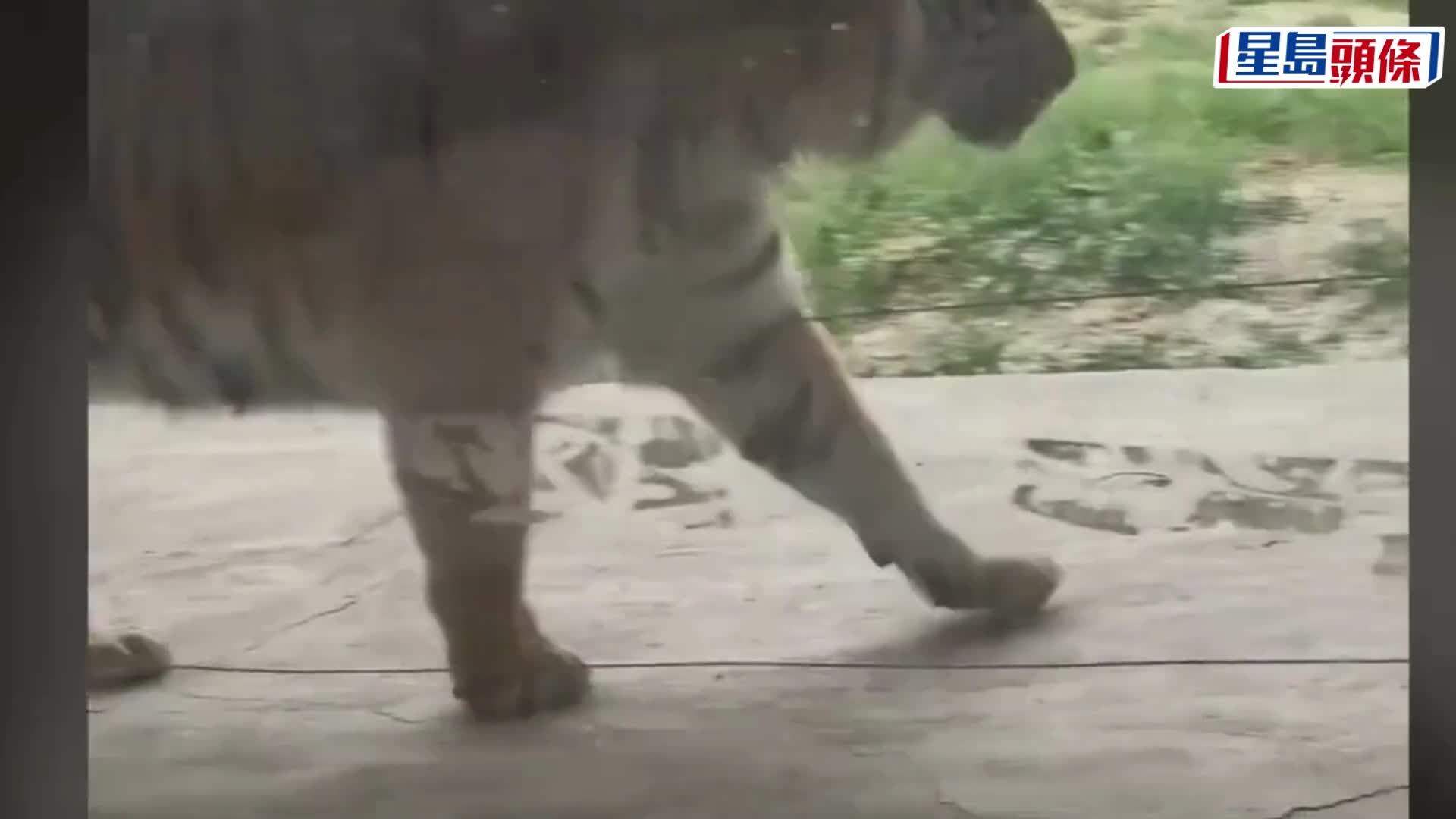 河南推「¥168虎景房」，人虎同眠僅一窗之隔。